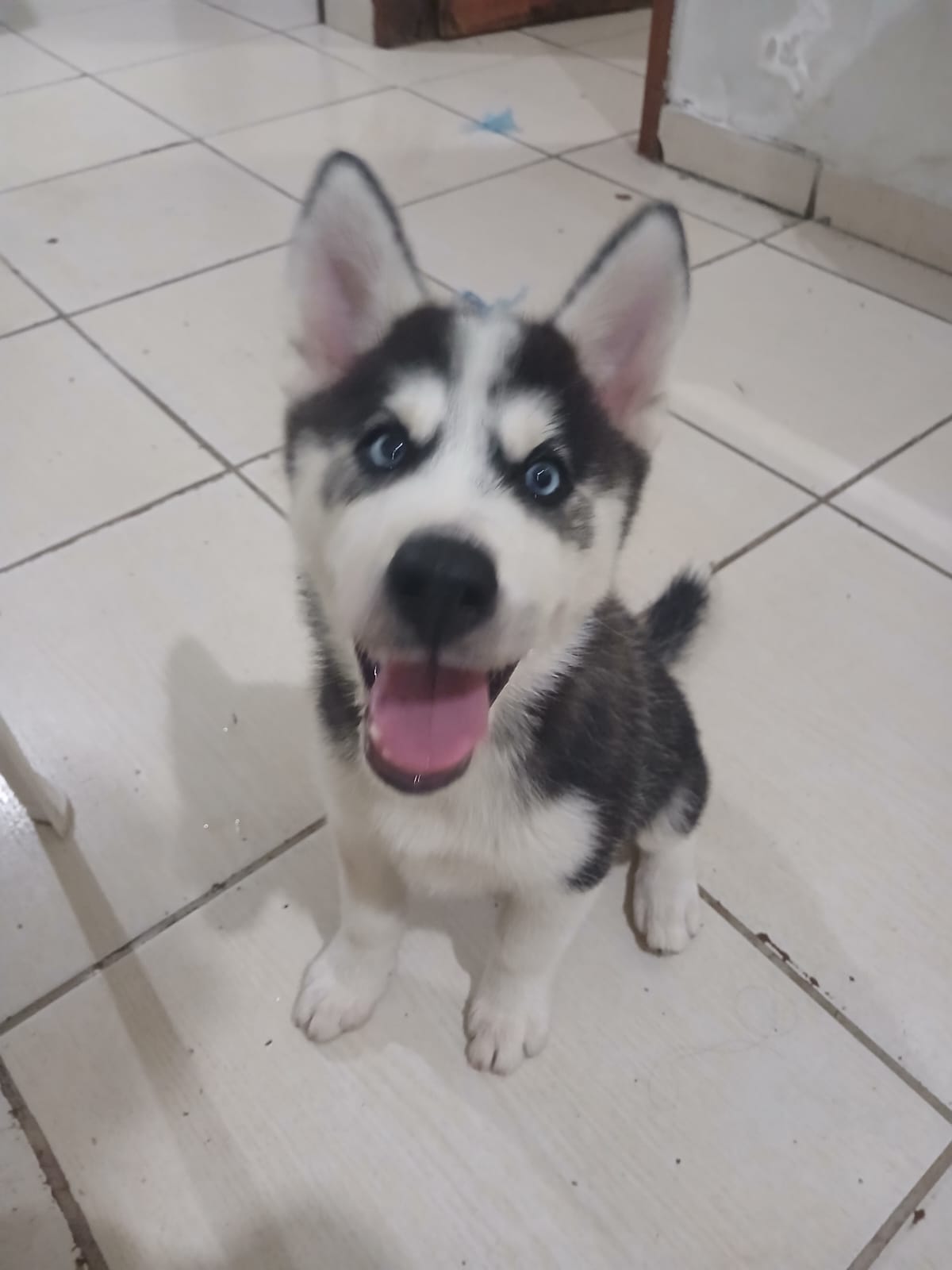 Vendo Husky Siberiano Fêmea  - Foto 1