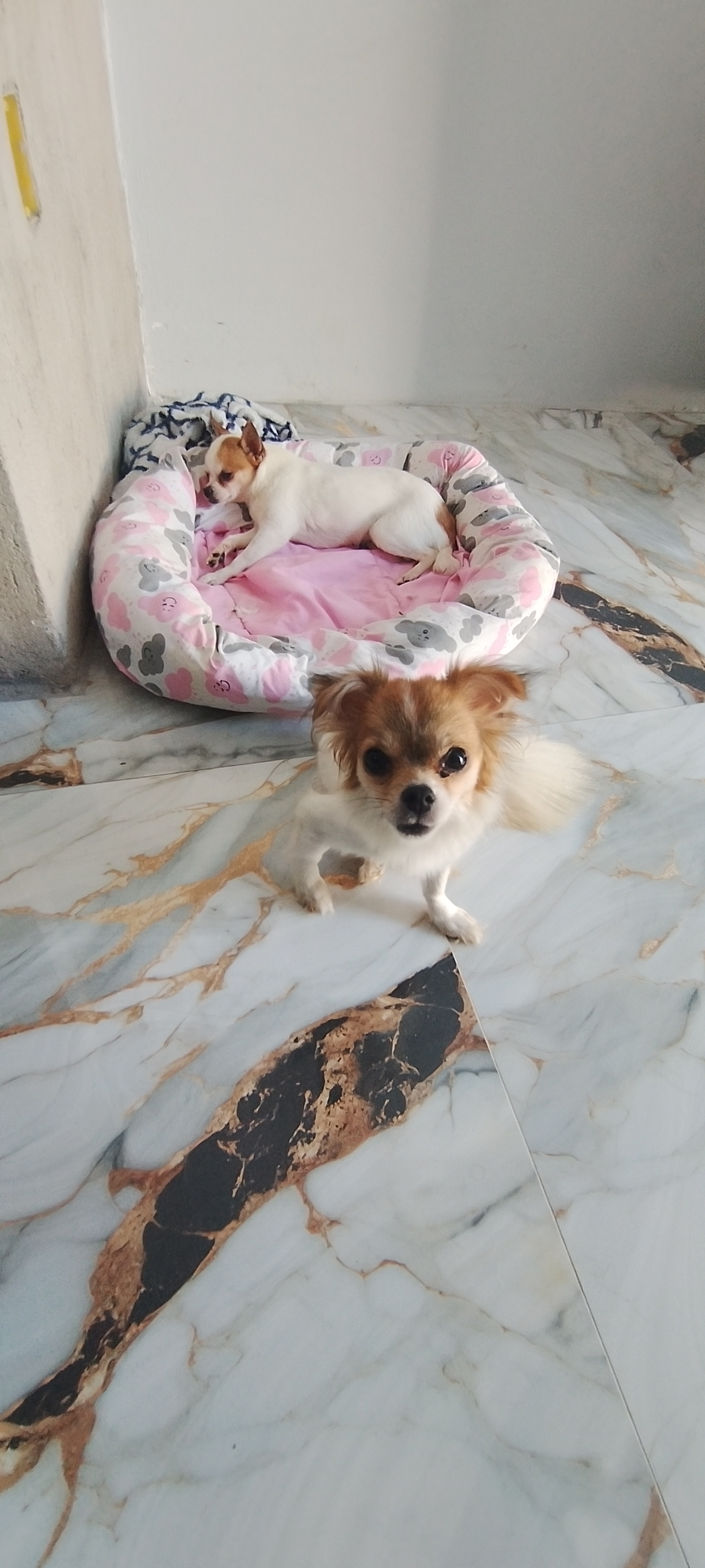 Portal Vendocão Casal Niterói 