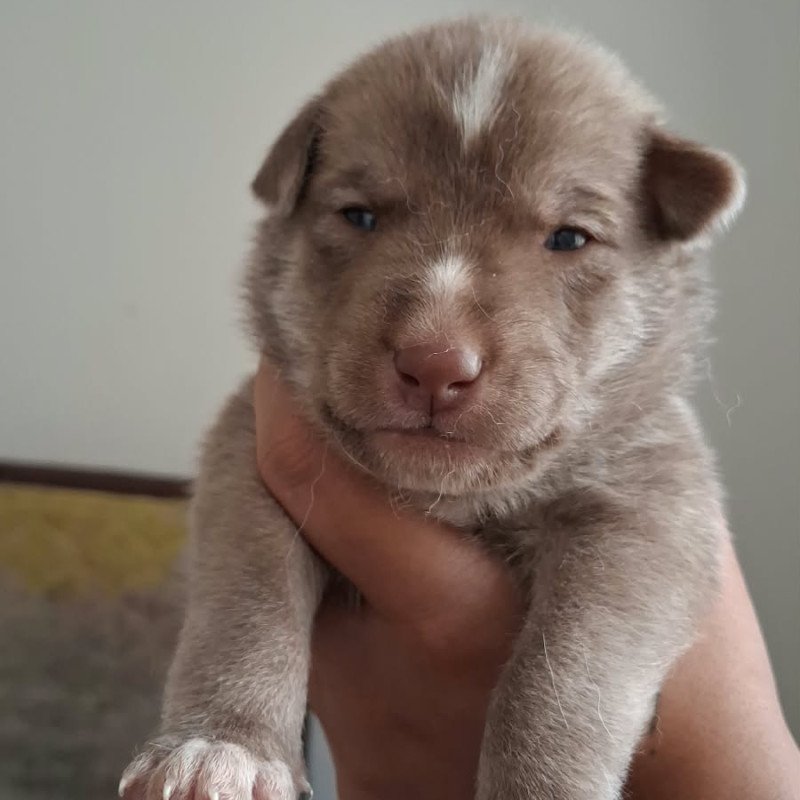 Vendo husky siberiano - Foto 1