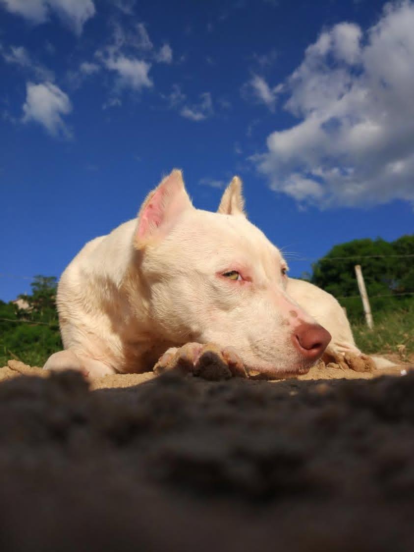 Portal Vendocão PitBull albina, toda branca 7 meses de idade, vacinas completa Salto Da Divisa