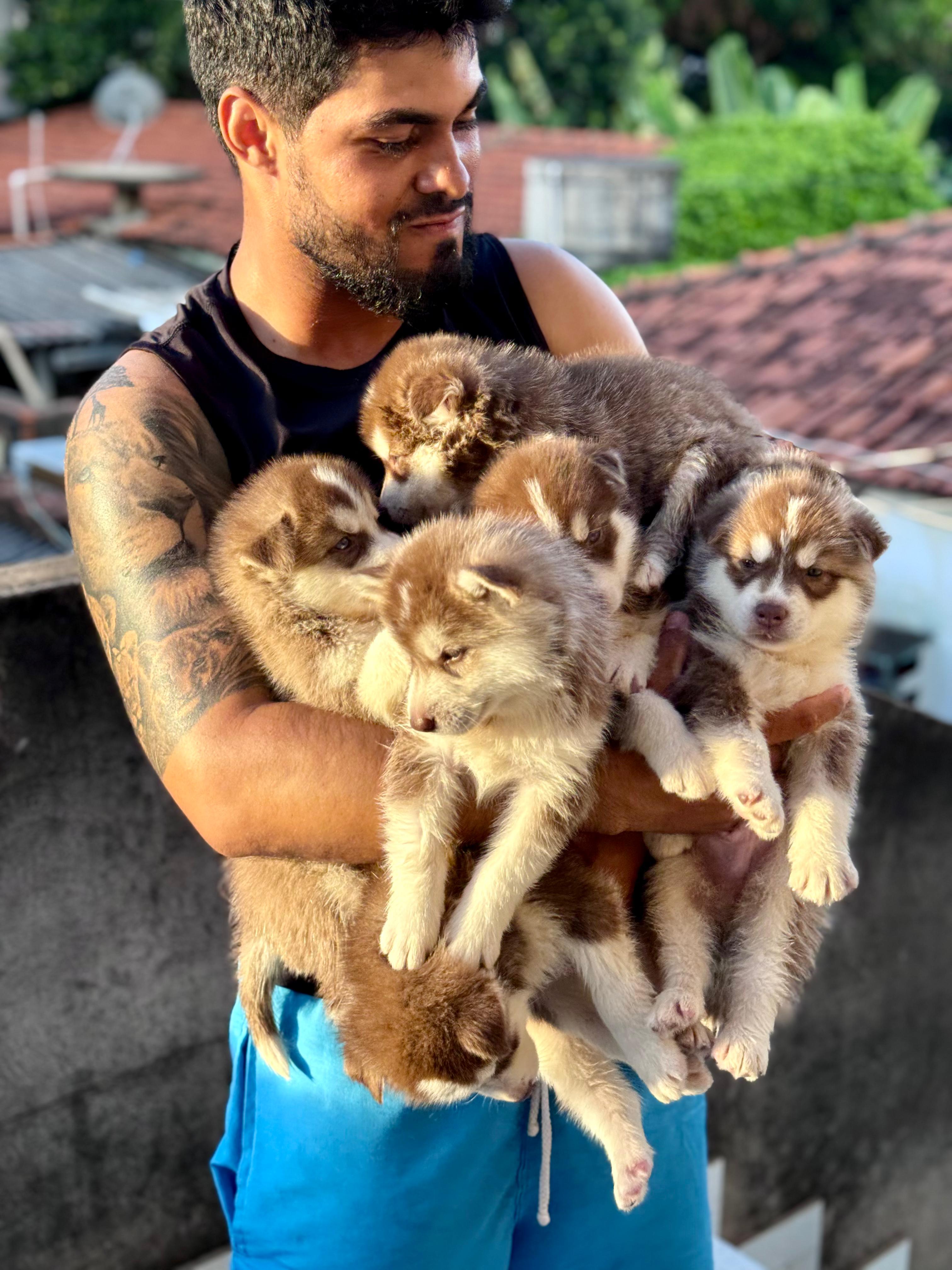 Filhotes de Husky Siberiano Puro!! - Foto 3
