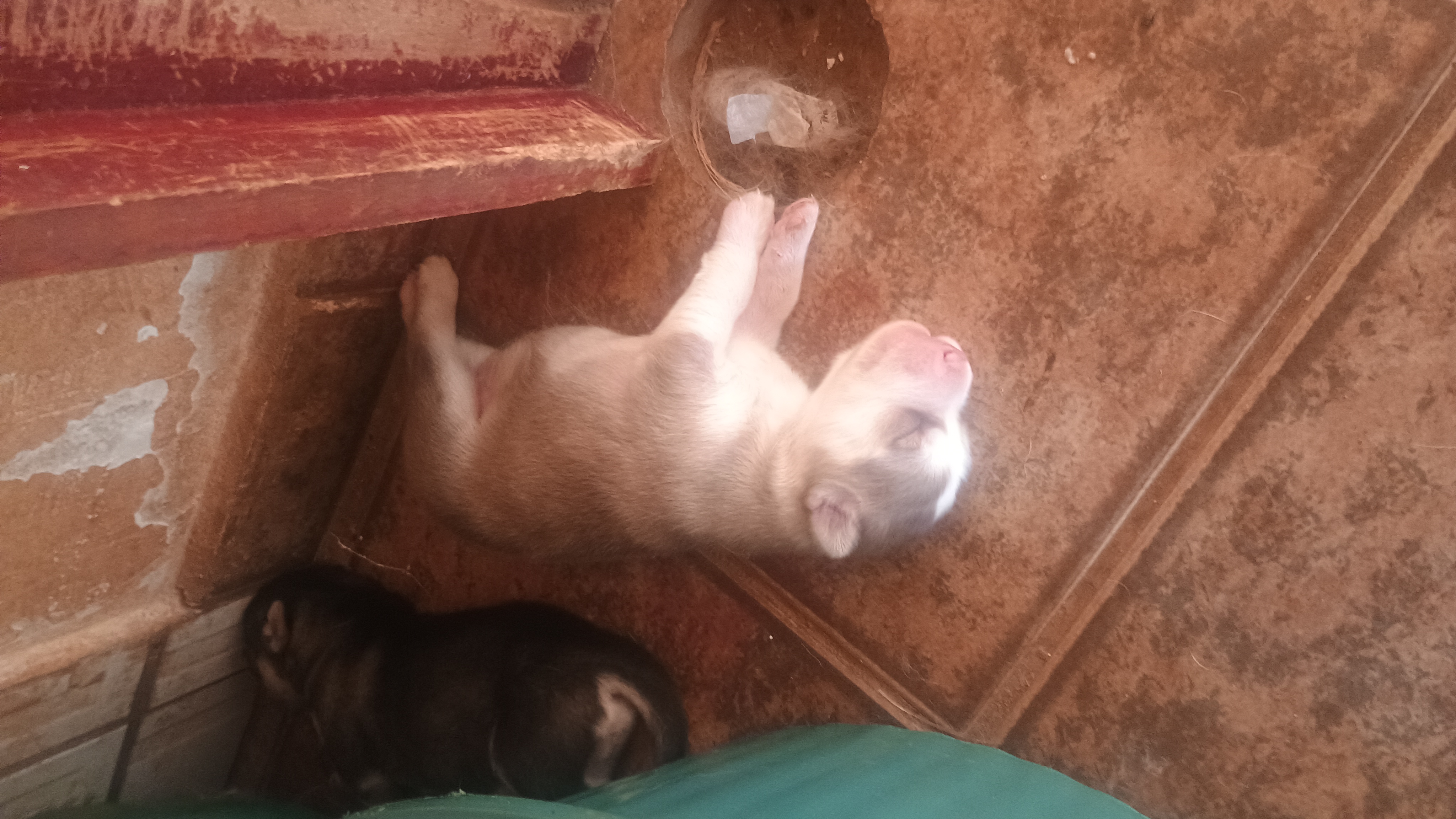 Portal Vendocão Filhote de Husky  Uberlândia