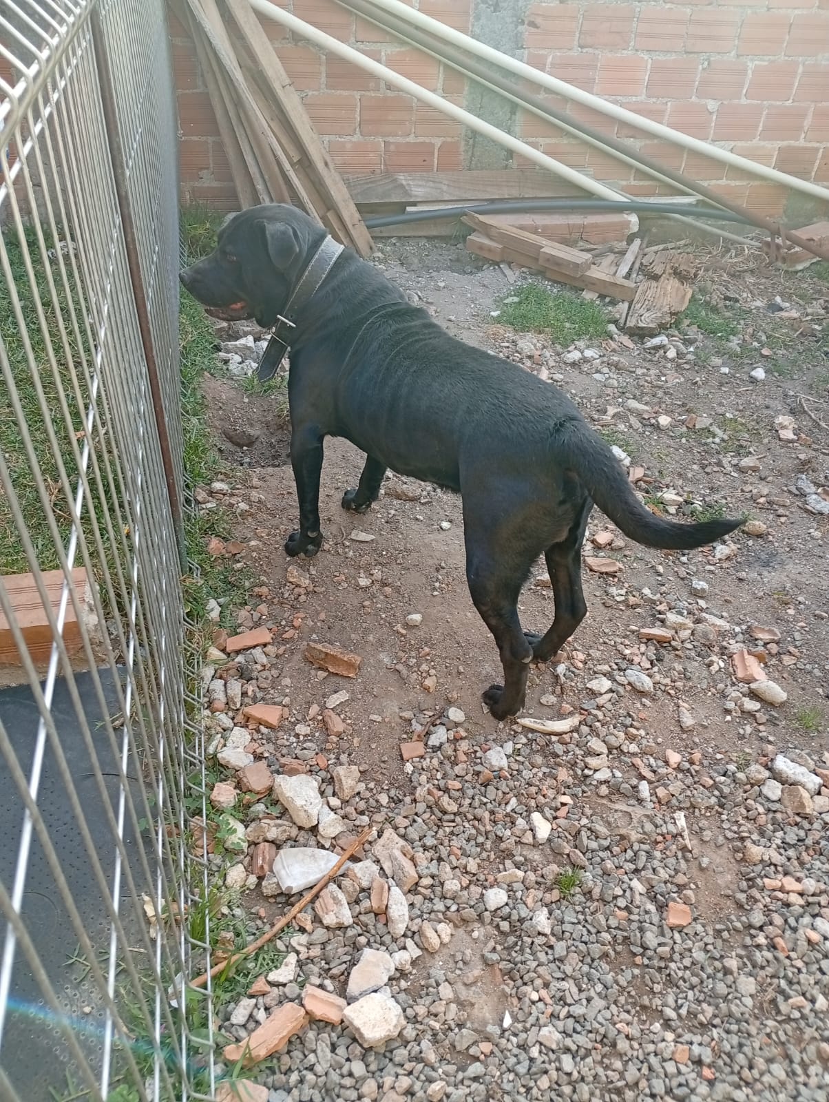 Portal Vendocão Cachorro Porte grande Curitiba