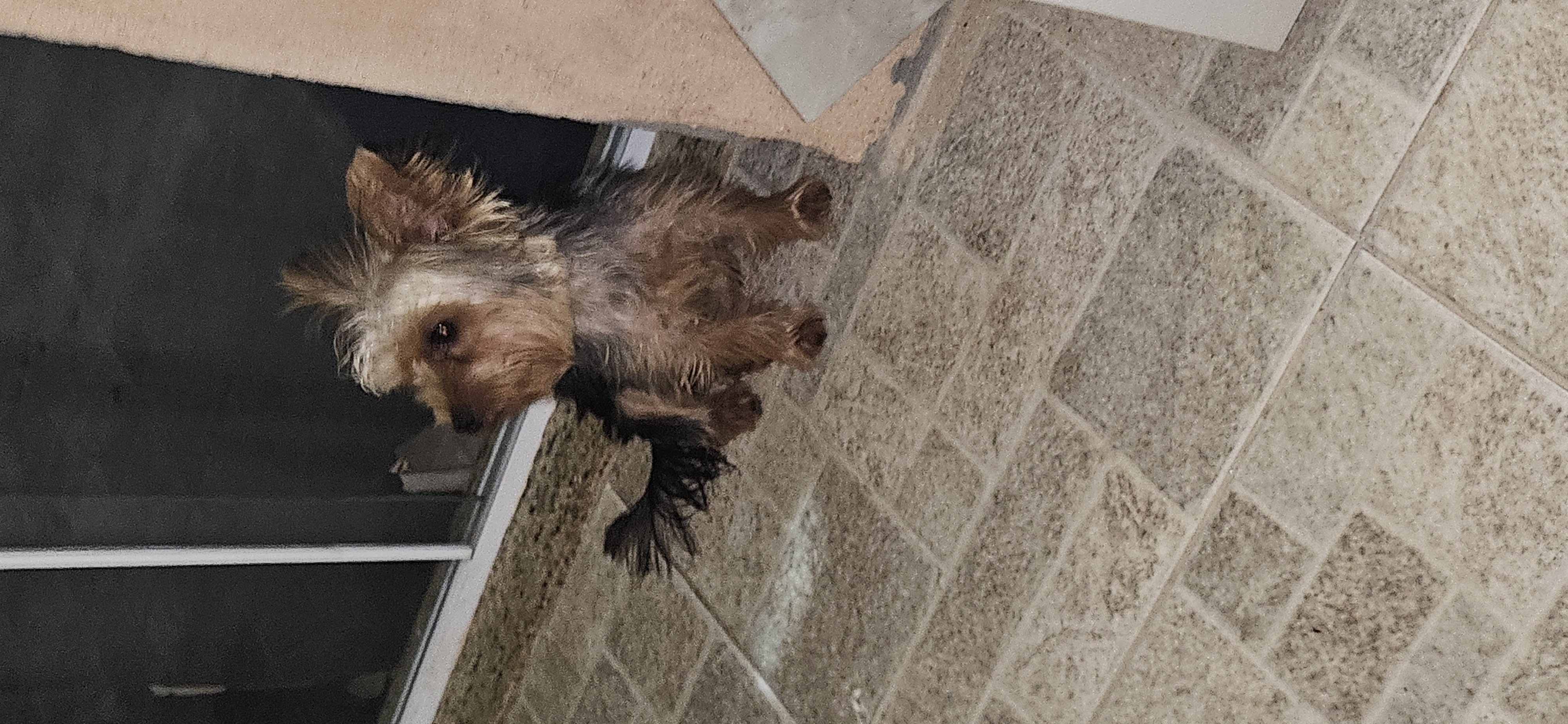 Portal Vendocão Yorkshire 9 meses macho Nova iguacu 