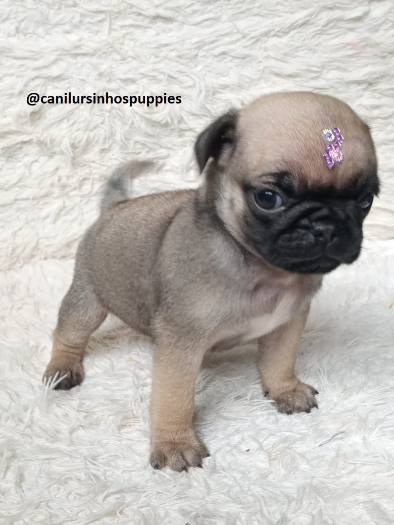 Portal Vendocão pug lindos bebes pronta entrega #canilursinhospuppies são roque 