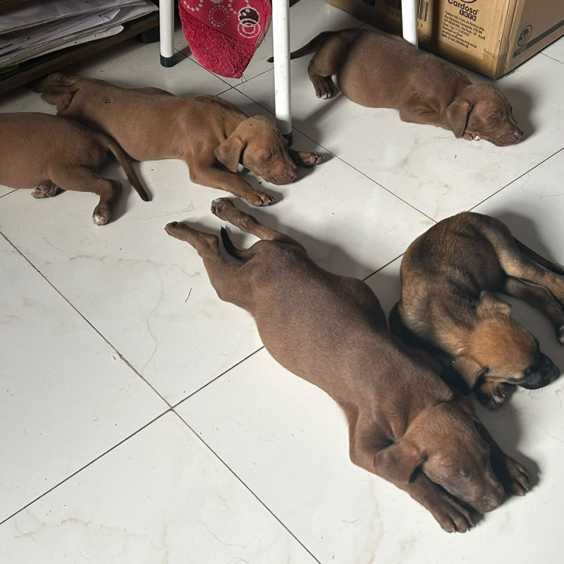 Filhotes de Labrador com PitBull - Foto 4