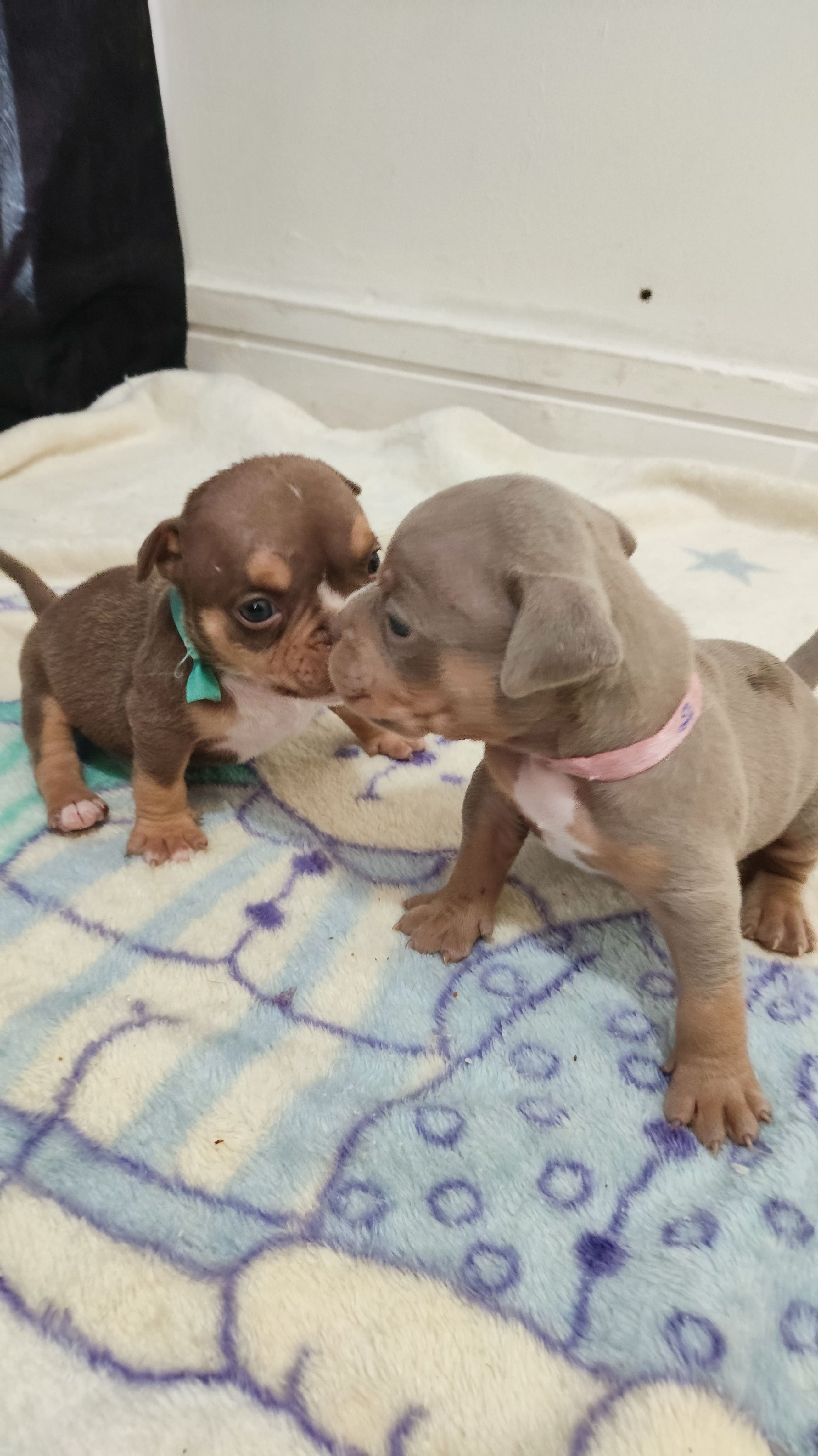 Portal Vendocão Filhotes de American Bully Tri Lilac e Tri Chocolate  Rio de janeiro 