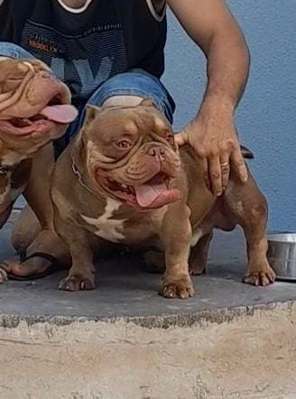 Portal Vendocão AMERICAN BULLY - COM PEDIGREE Umuarama 