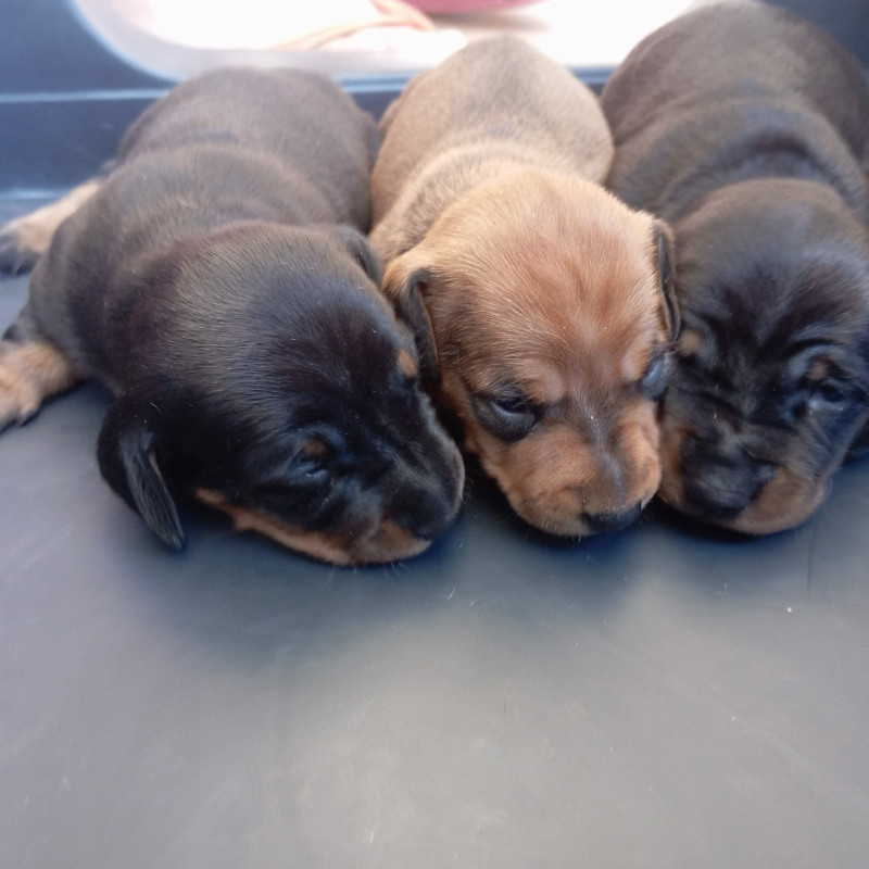 Lindas filhotes de Dachshund / Teckel / Salsicha - Foto 2