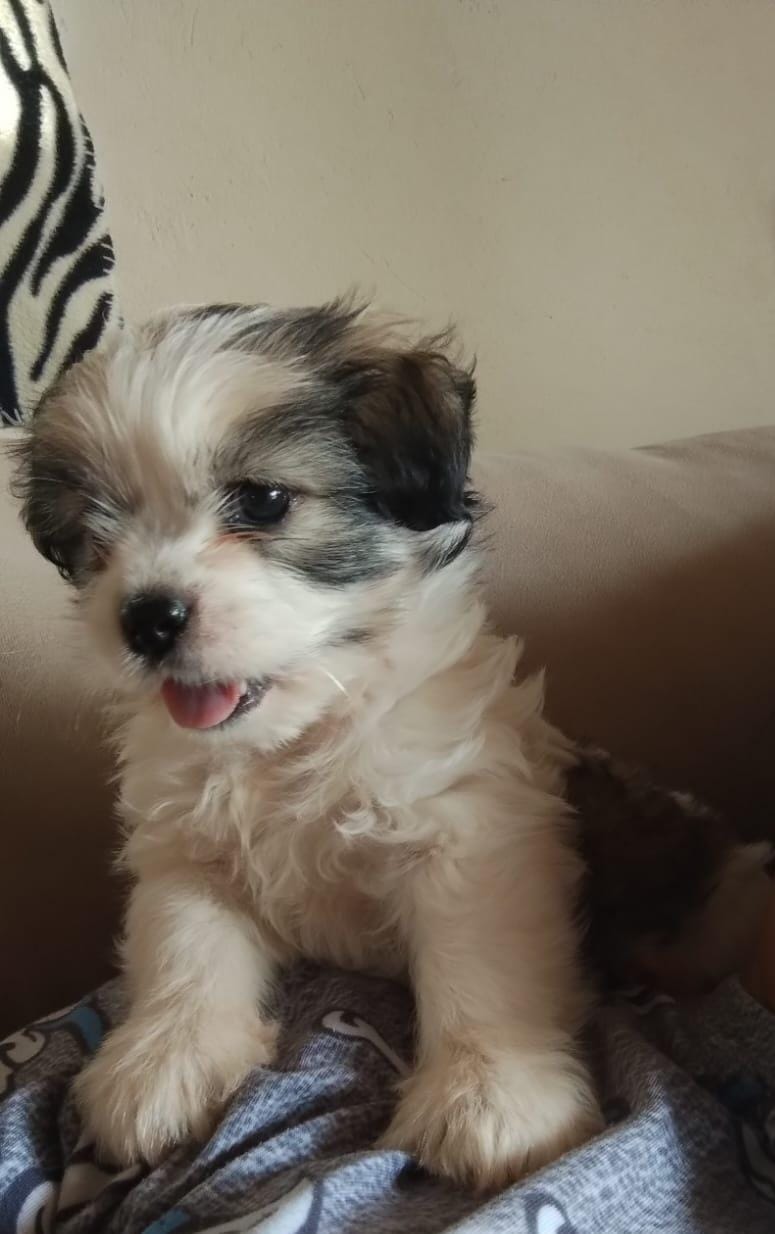 Portal Vendocão Shih Tzu Brasília 