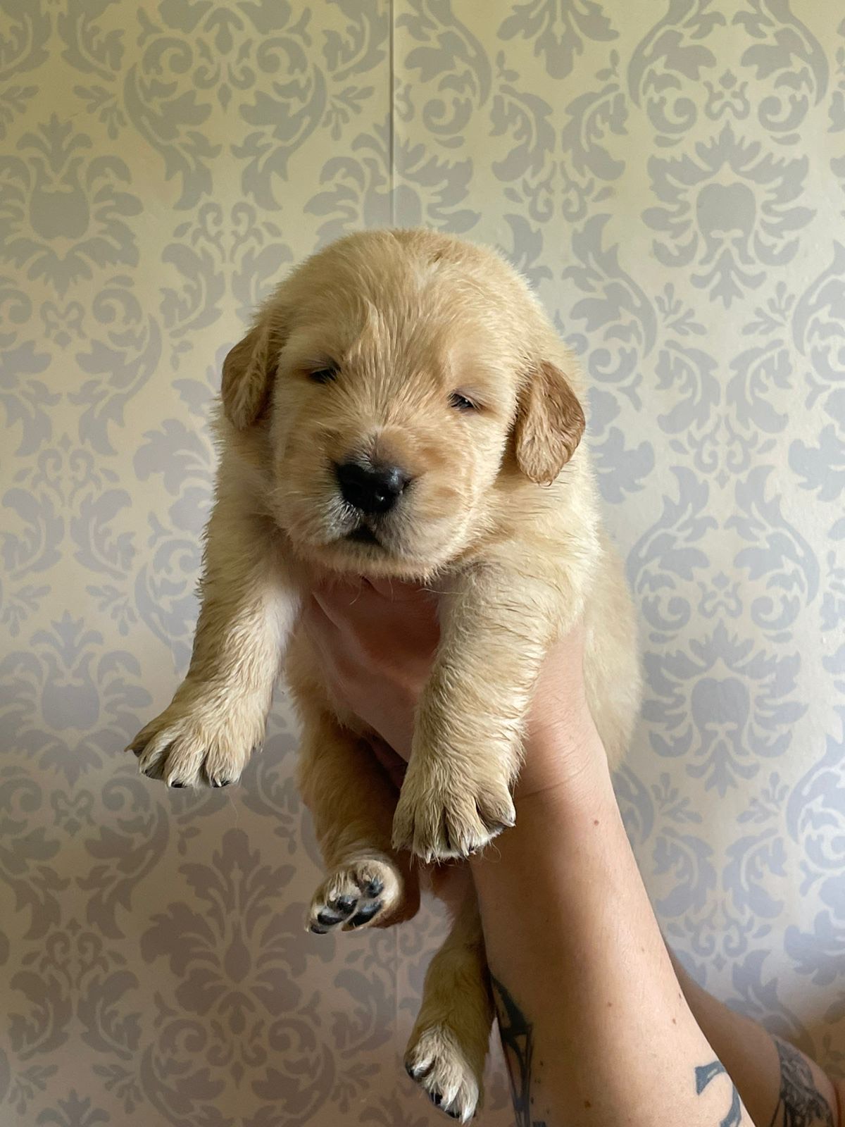 Filhotes Golden retriever  - Foto 3