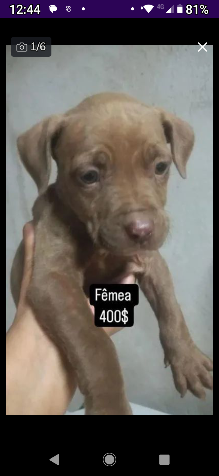 Portal Vendocão Cachorros Raça PitBull Uberlândia 