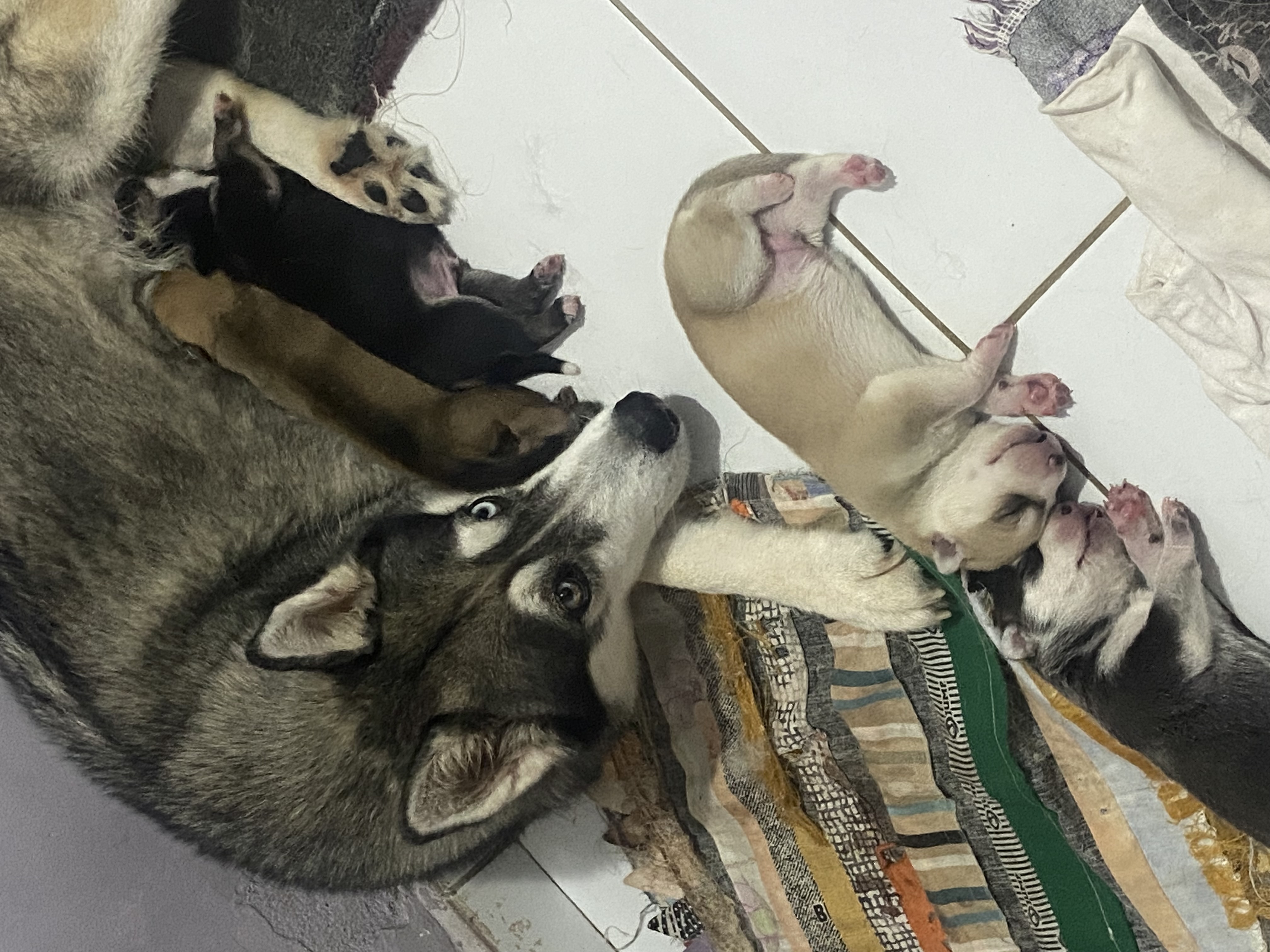 Filhote de Husky siberiano a venda - Foto 5