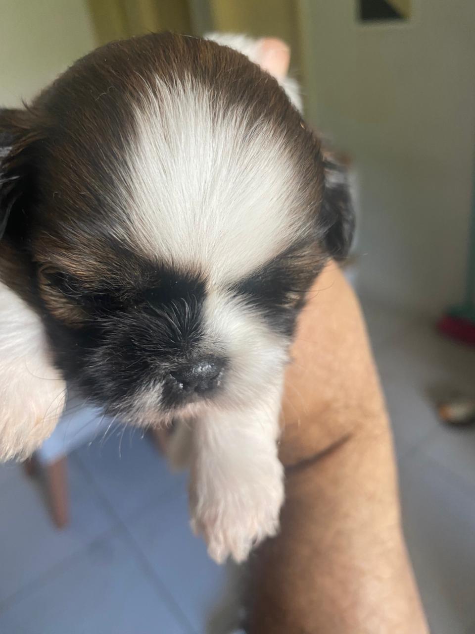 ? Lindos Filhotes de Shih-Tzu - Pronta entrega - Foto 3
