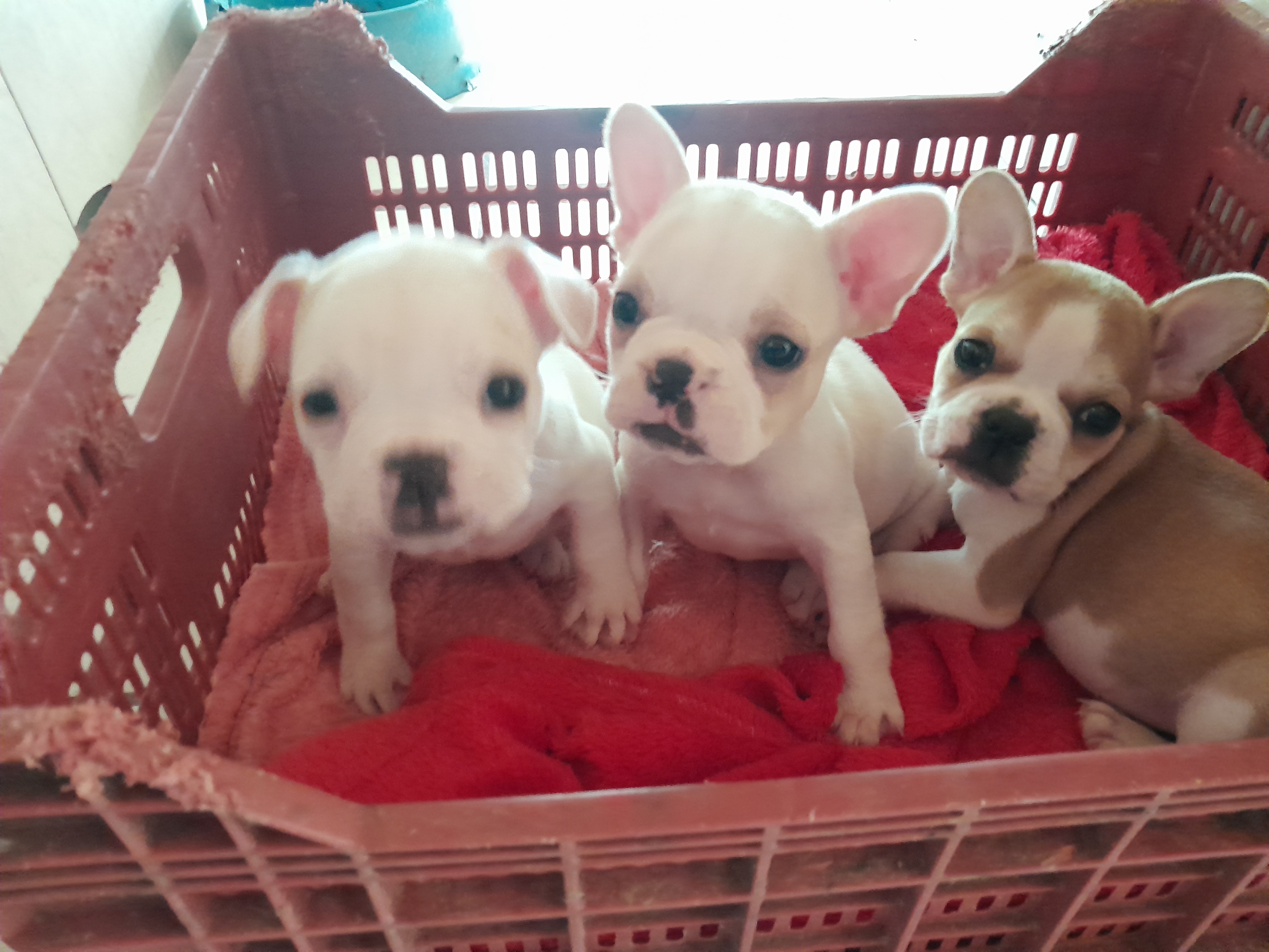 Bulldog francês  - Foto 1