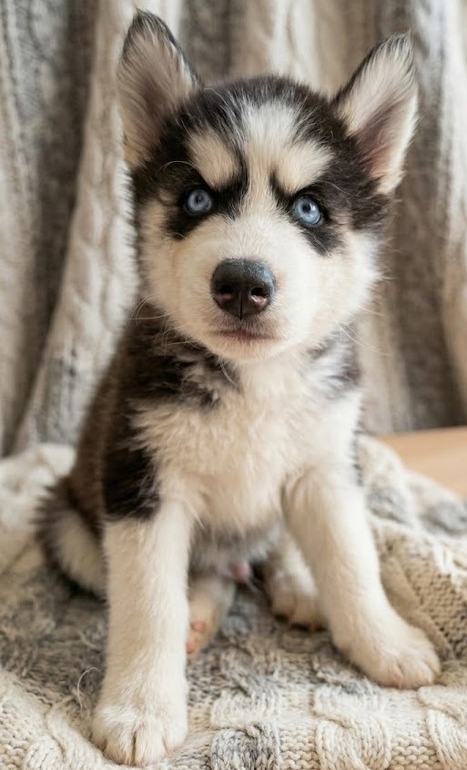 Filhote Husky Siberiano - Foto 1