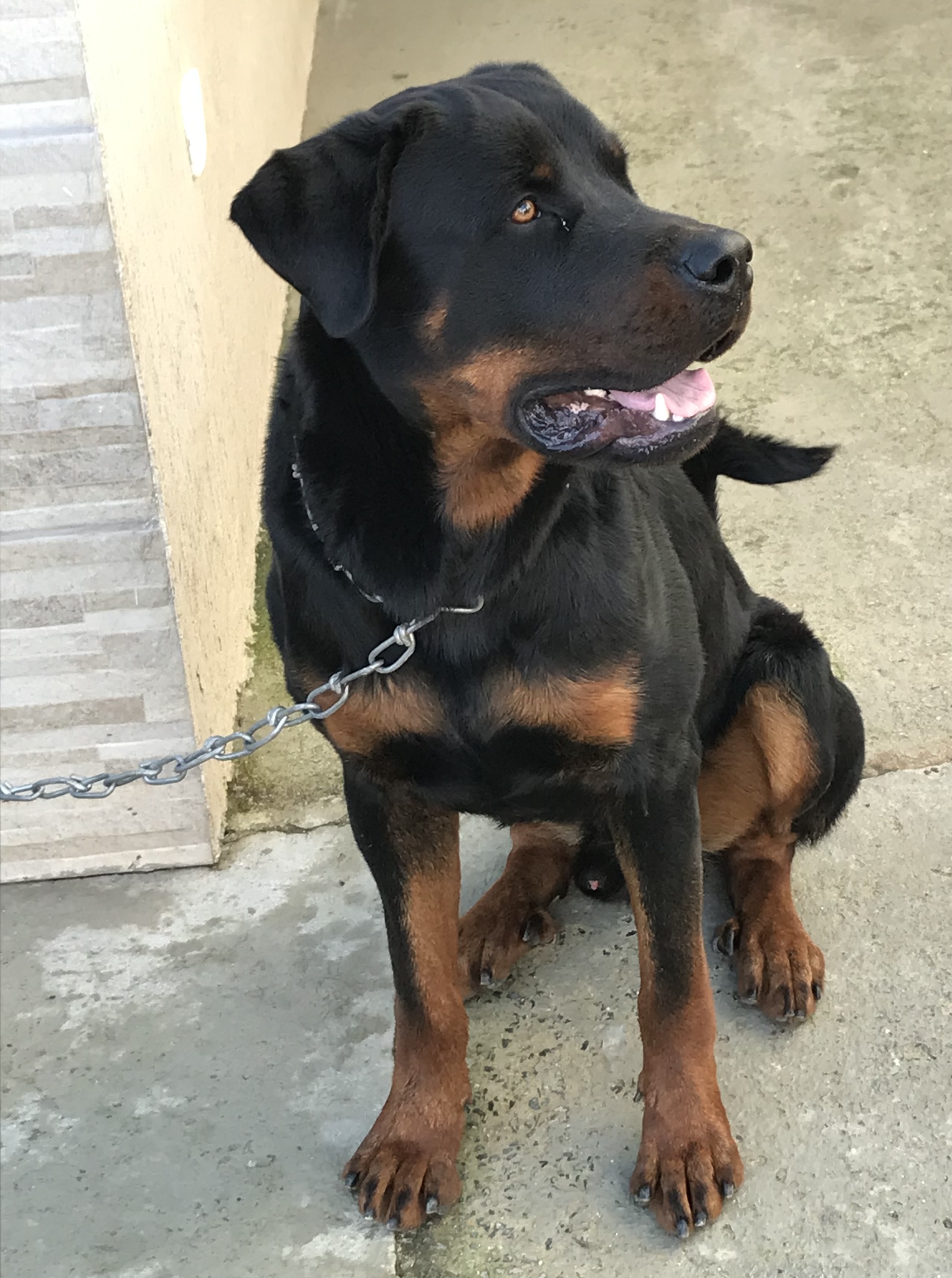 Rottweiler  - Foto 1