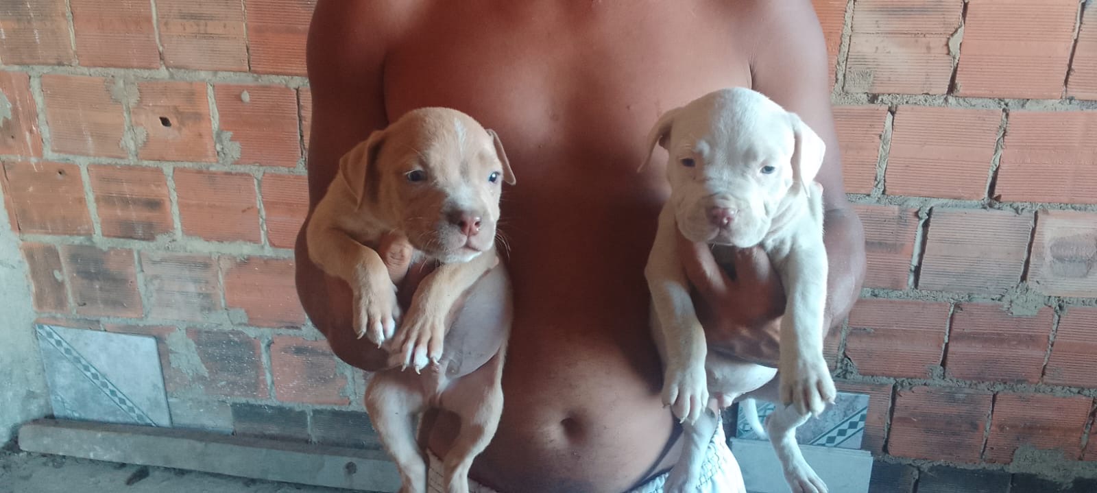 Portal Vendocão Lindos filhotes disponíveis  Rj 