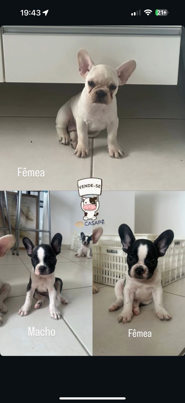 Filhote de buldogue francês  - Foto 1