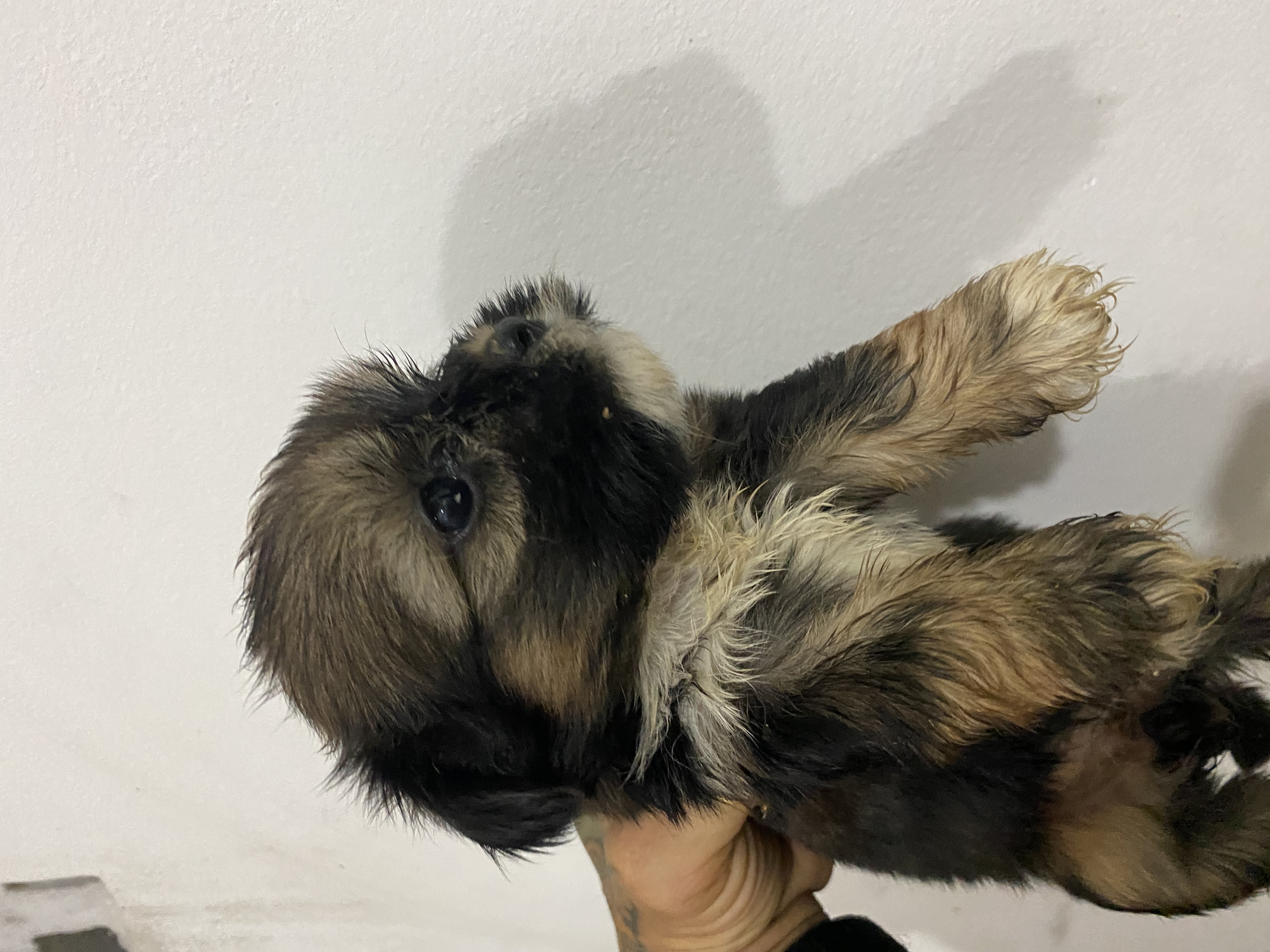 Portal Vendocão Vendo filhotes shitzu+york =Shorkie  Salvador 