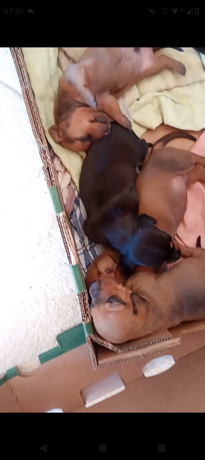 Portal Vendocão Vendo filhotes de daschund Maceió 