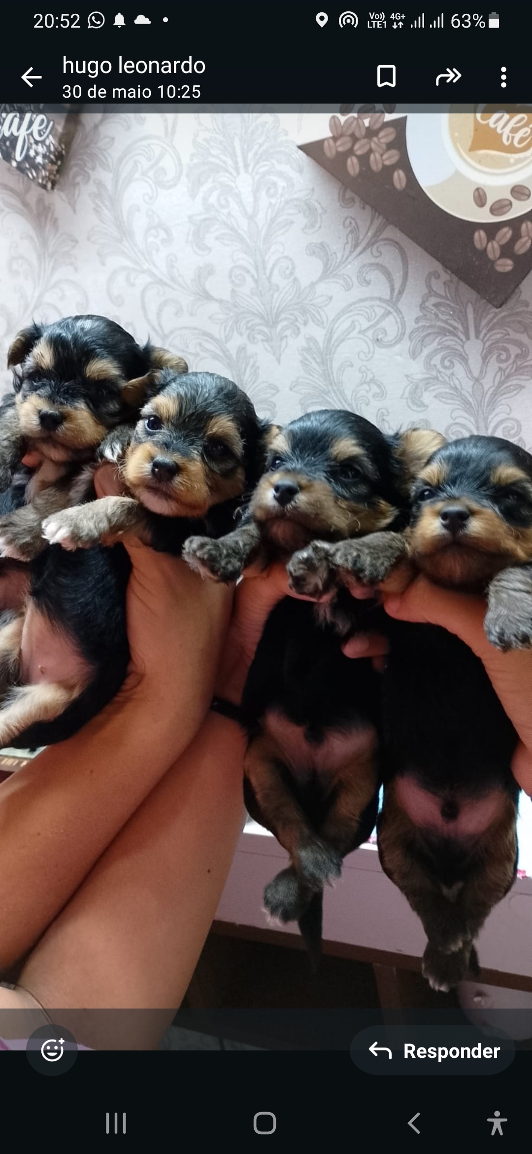 Portal Vendocão Filhotes de yorkshire terrier  Niteroi