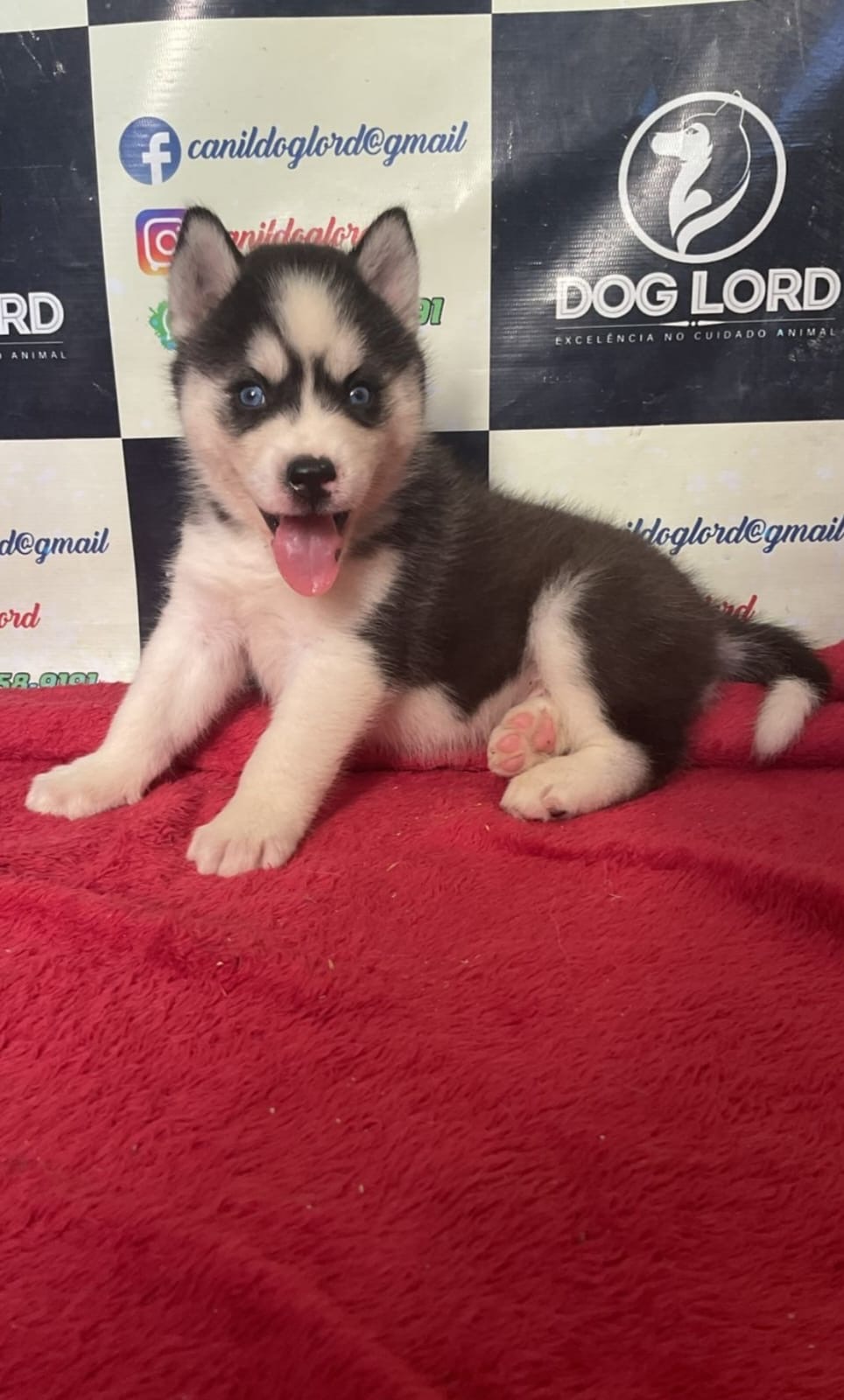 husky siberiano filhotes - Foto 1
