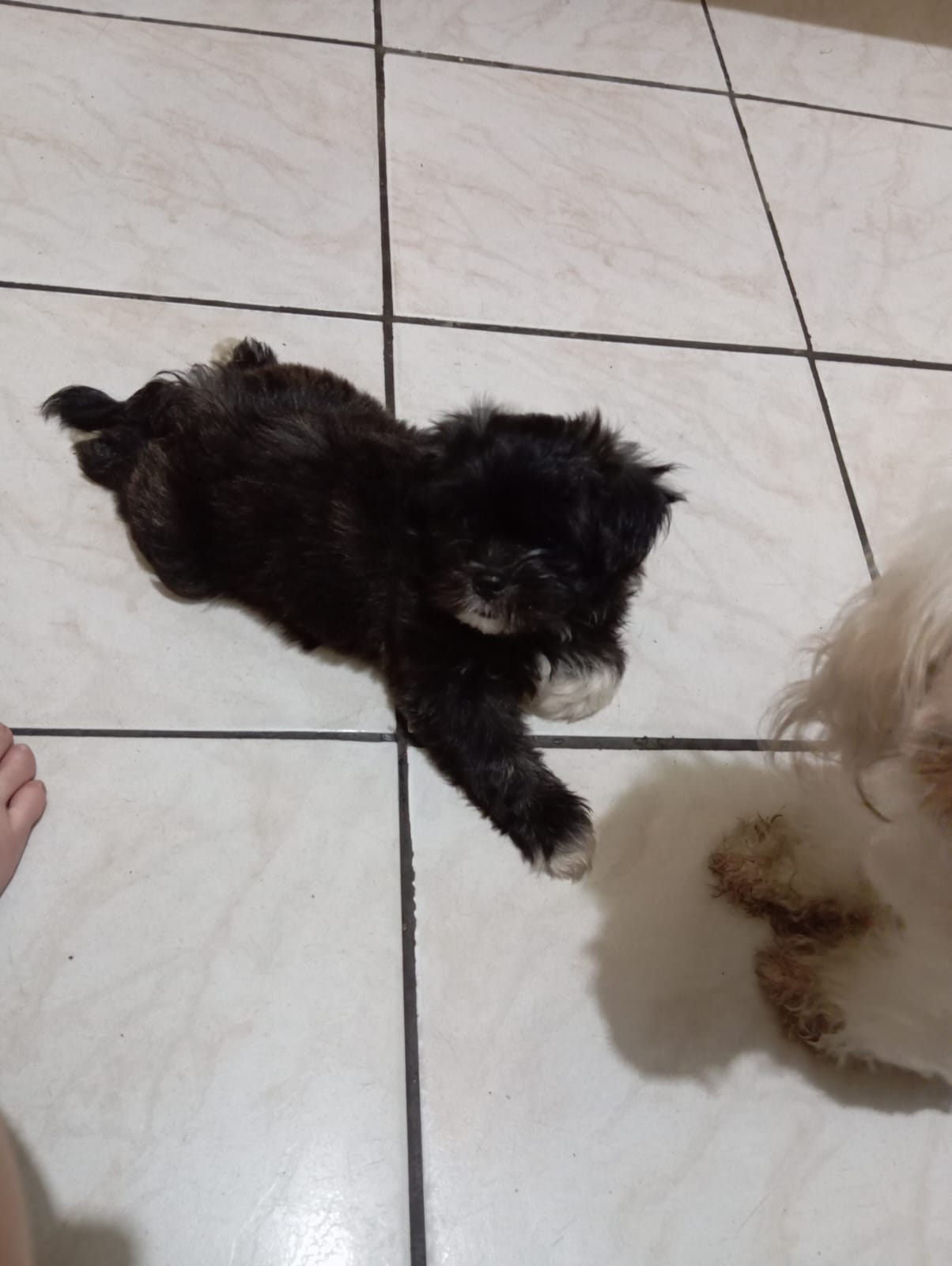 Portal Vendocão Venda Filhotes Belém 