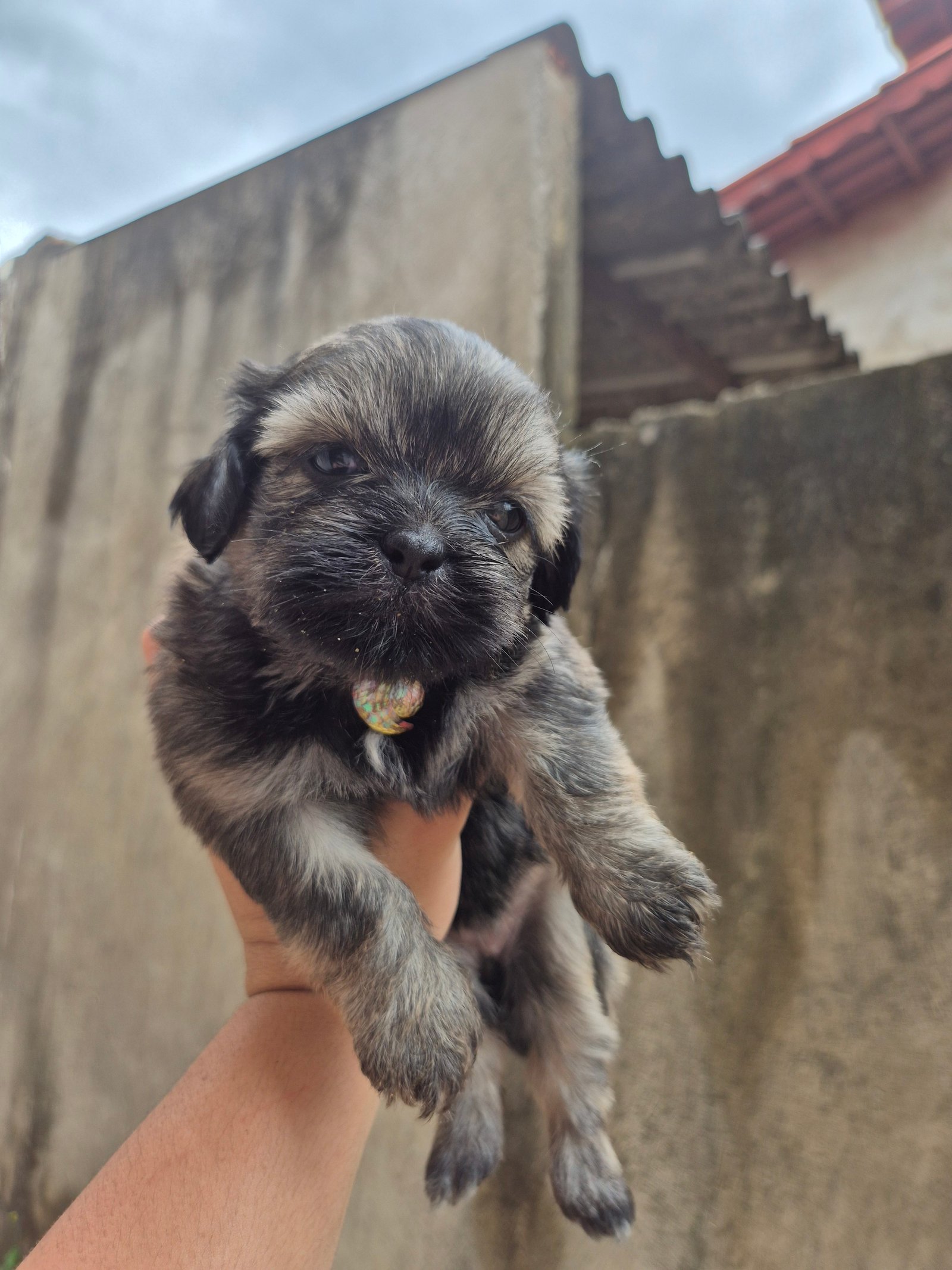 Filhotes de Shih tzu - Foto 1