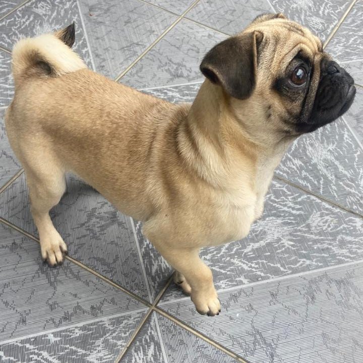 Filhote Macho Mancinho