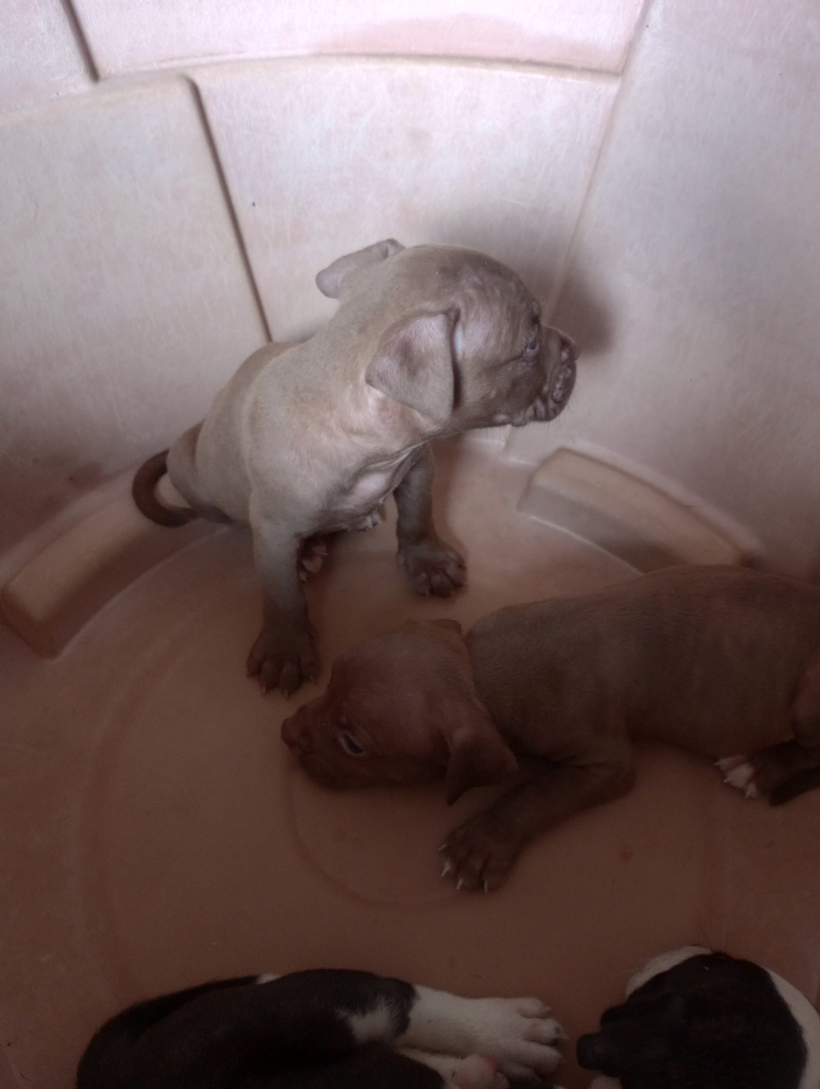 Filhote de Pitbull  - Foto 5