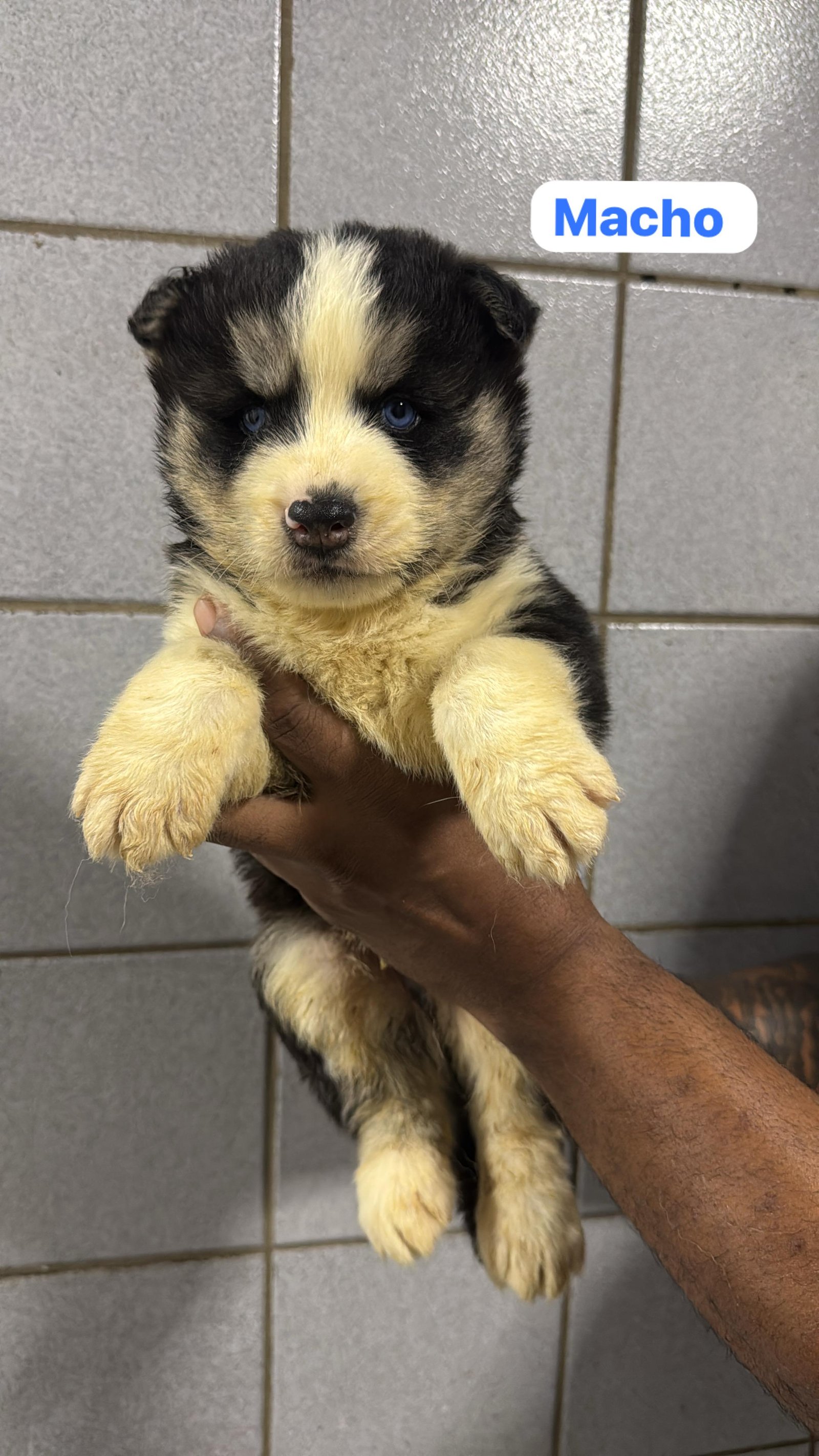 Filhotes de husky siberiano legítimos  - Foto 4