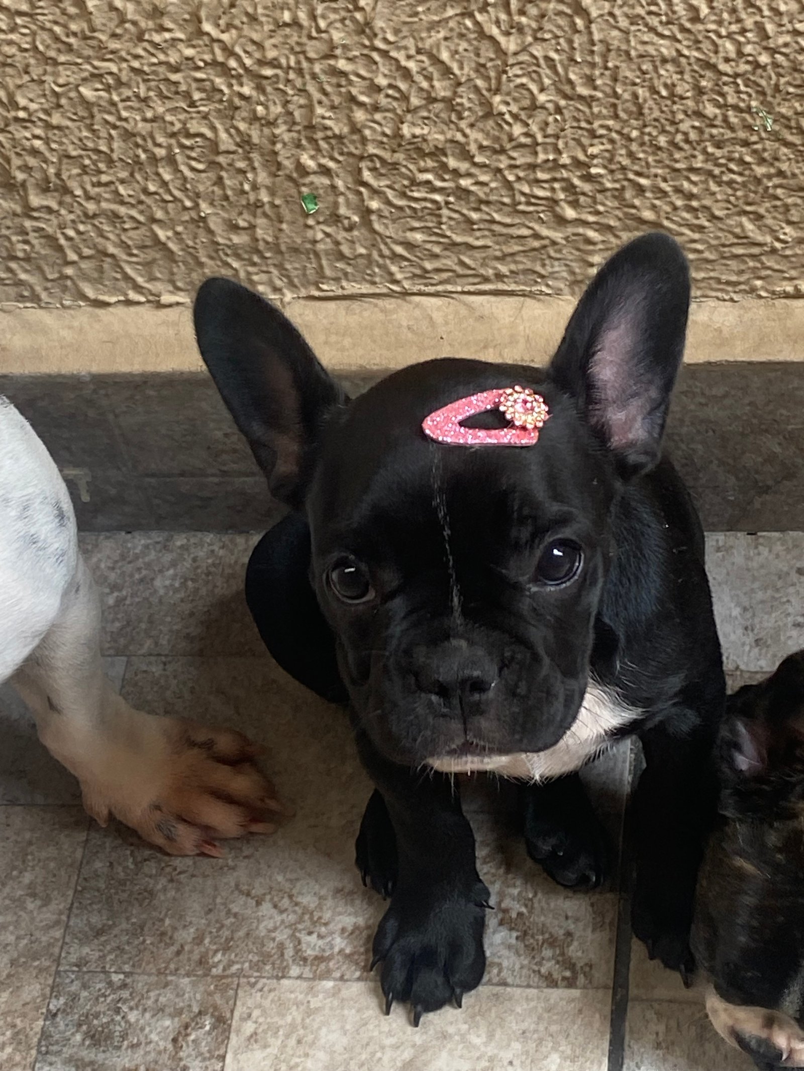 Buldogue francês  - Foto 4