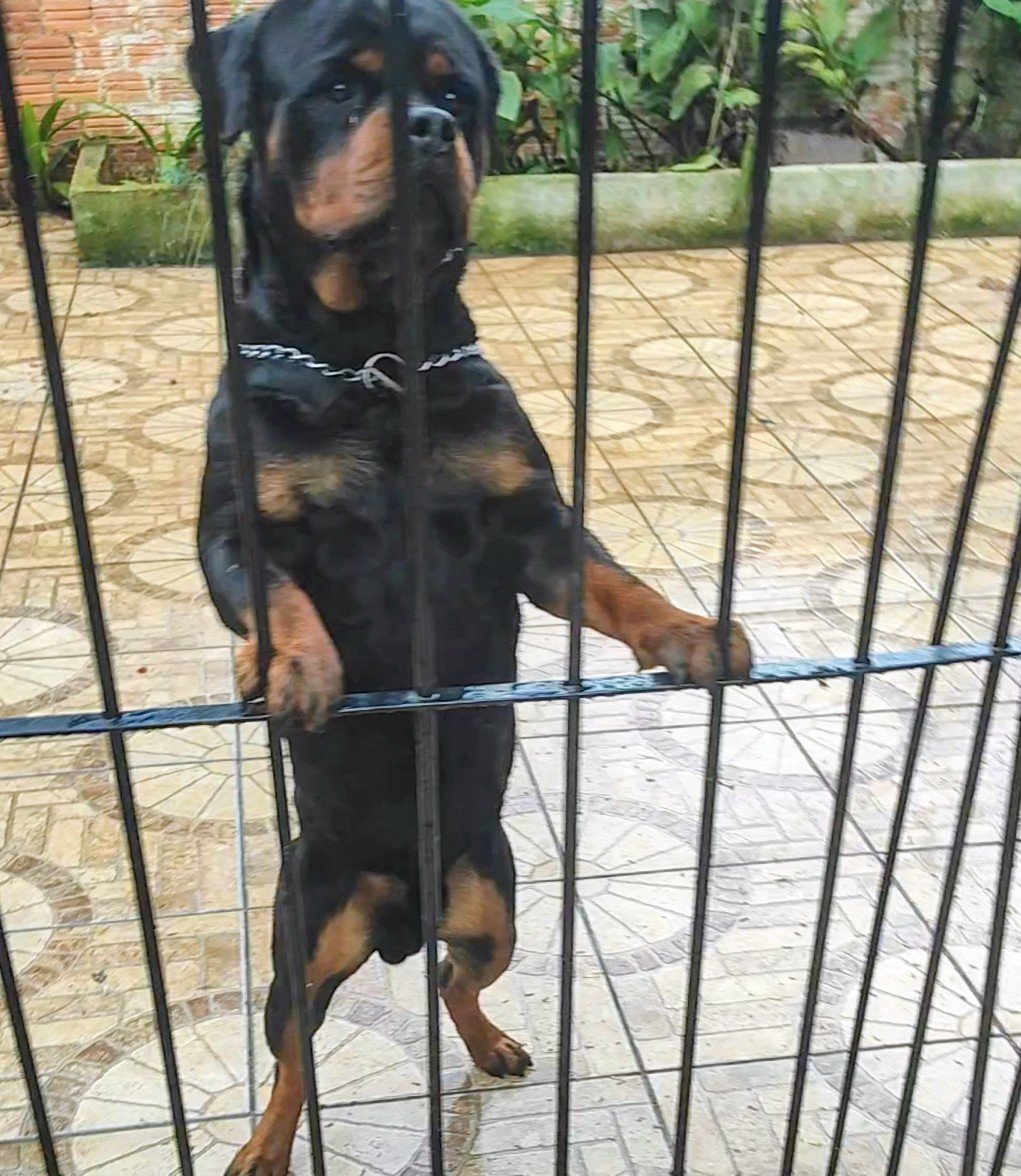Filhotes de Rottweiler  - Foto 2
