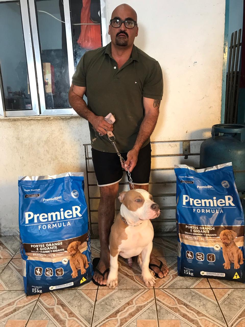 Portal Vendocão Filhote de pitbull American bully Merle  São Bernardo do Campo 
