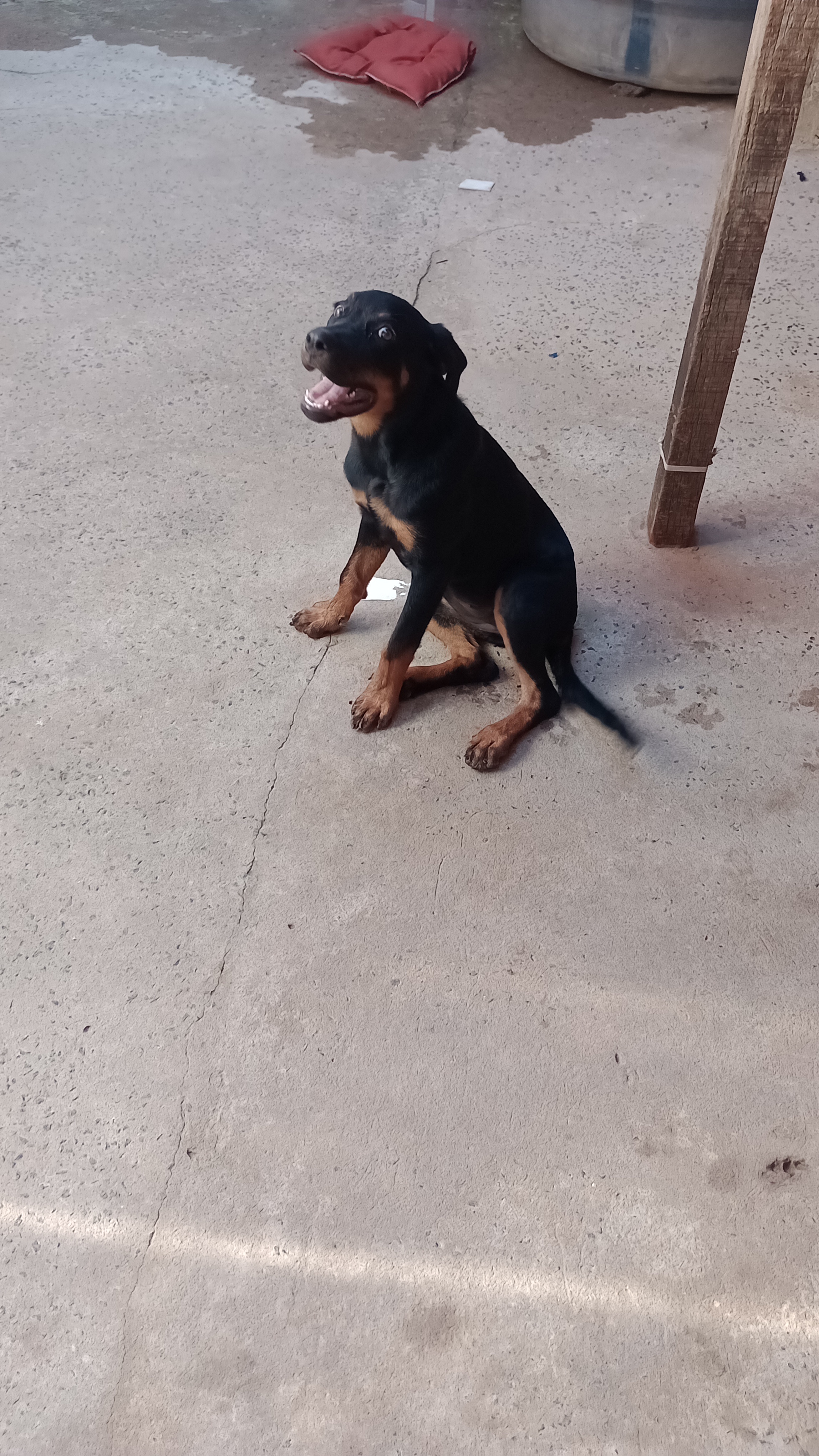 Portal Vendocão Filhote de Rottweiler (fêmea) 4 meses  São Luís