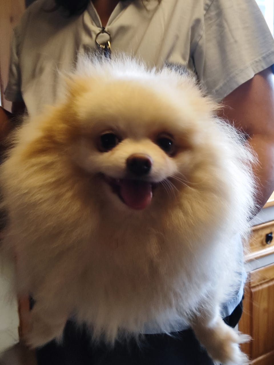 Spitz Alemão anão branco fêmea não castrada