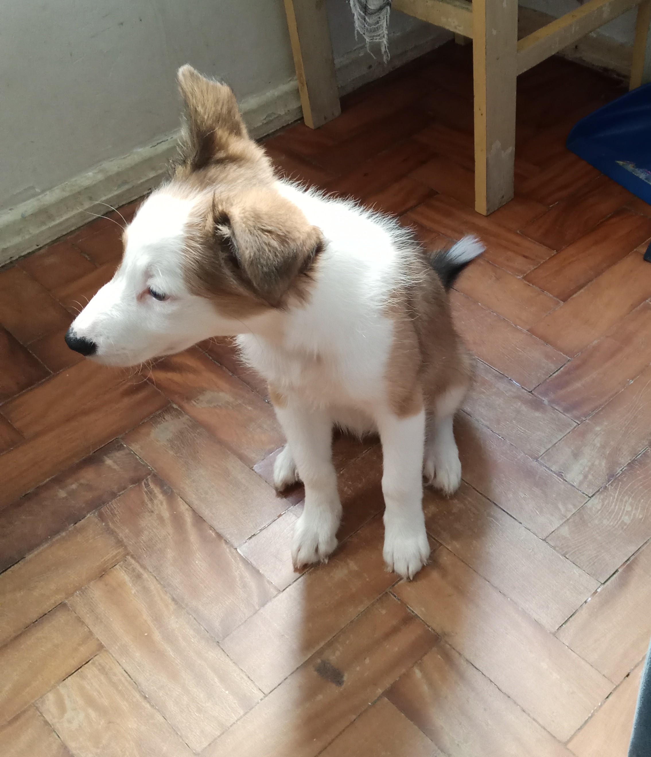 Vendo filhotes Boder collie raça pura - Foto 2