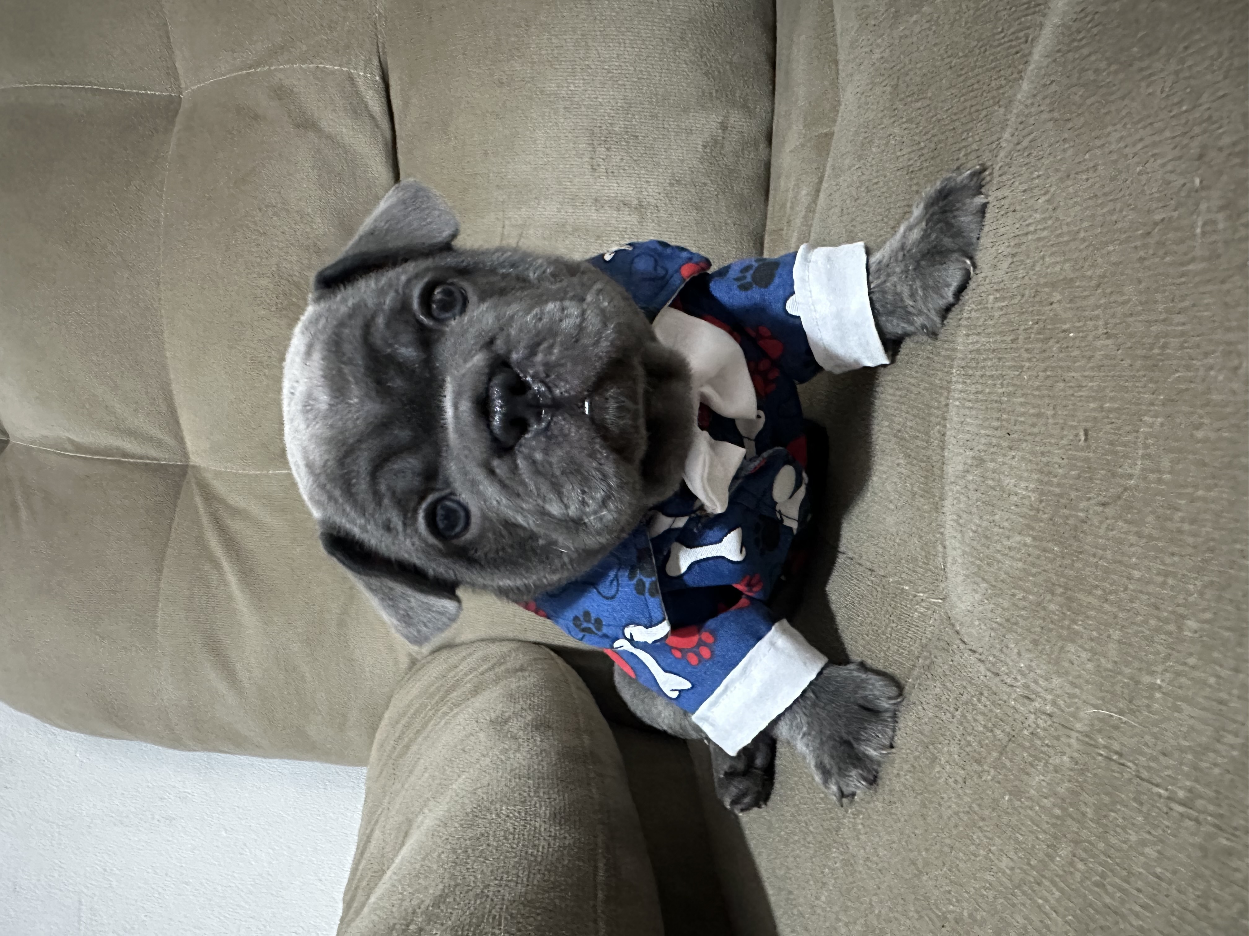 Vendo buldogue francês  - Foto 5