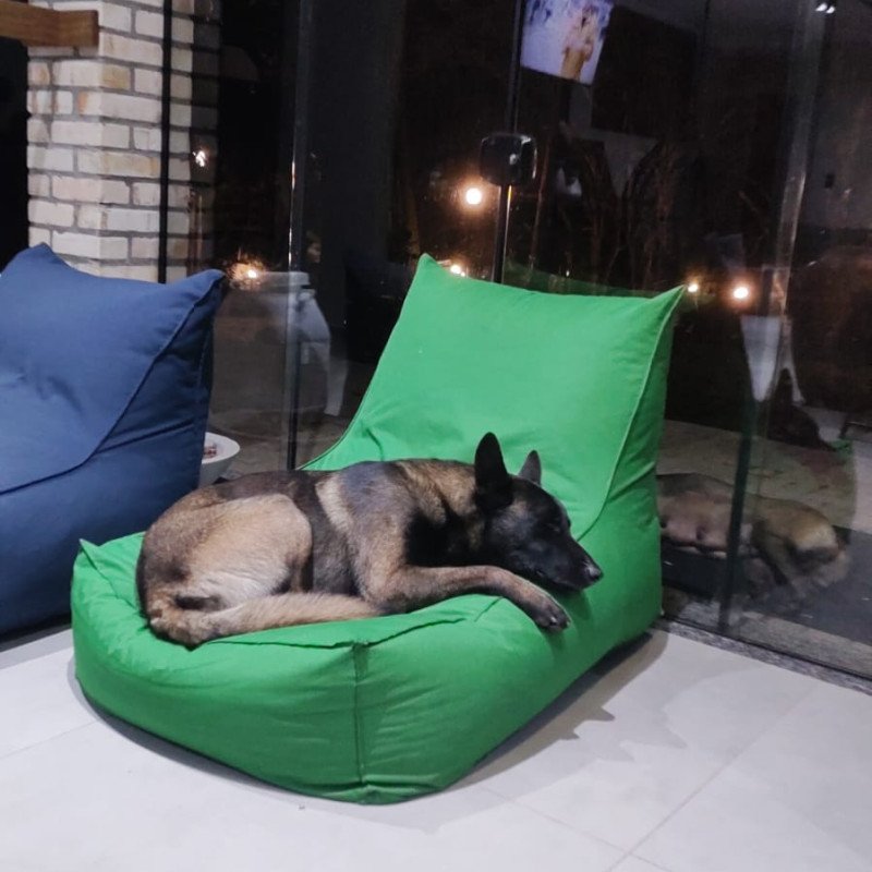 Filhotes pastor belga malinois
