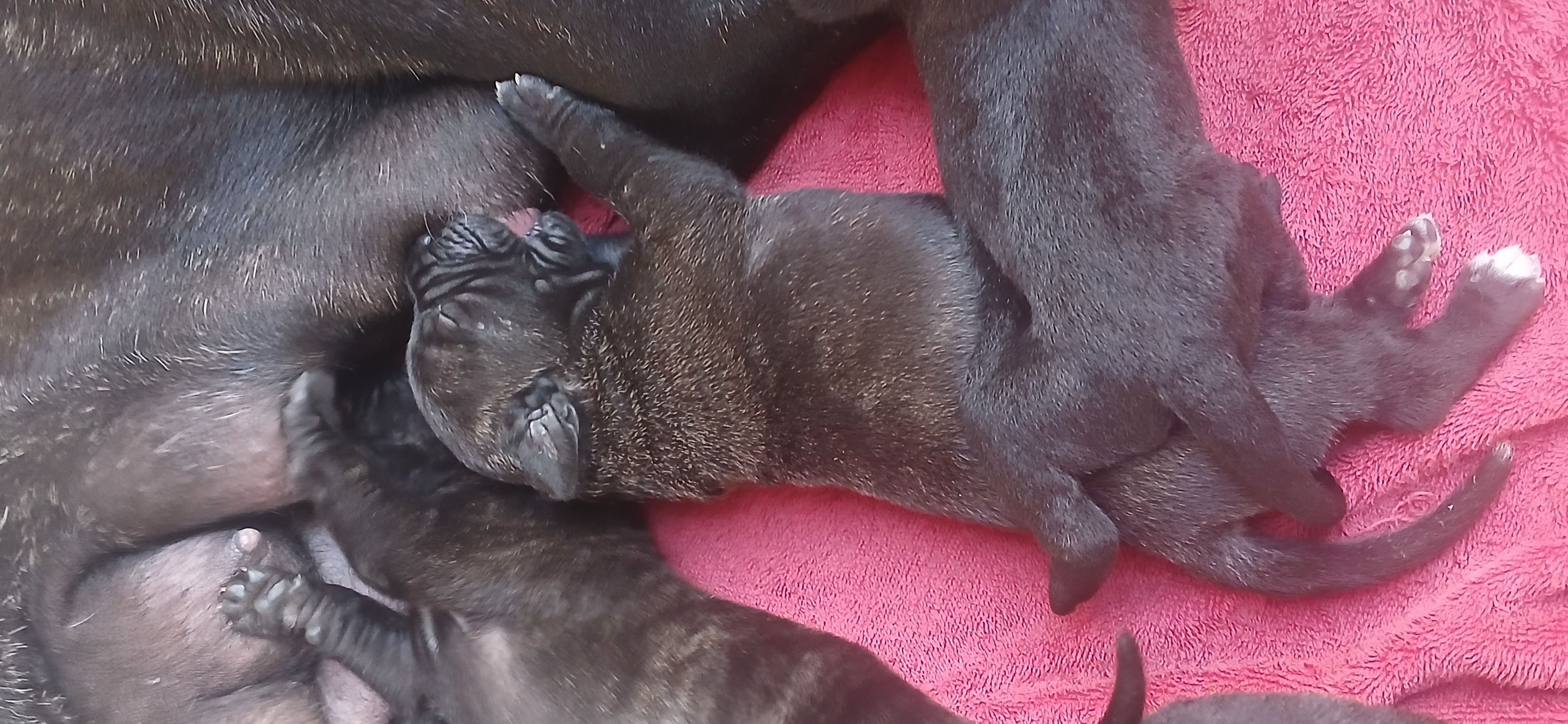 Portal Vendocão Vendo filhotes de Cane Corso com Pedigree  Niterói