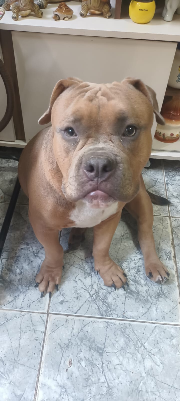 Portal Vendocão Vendo American bully  Salvador 