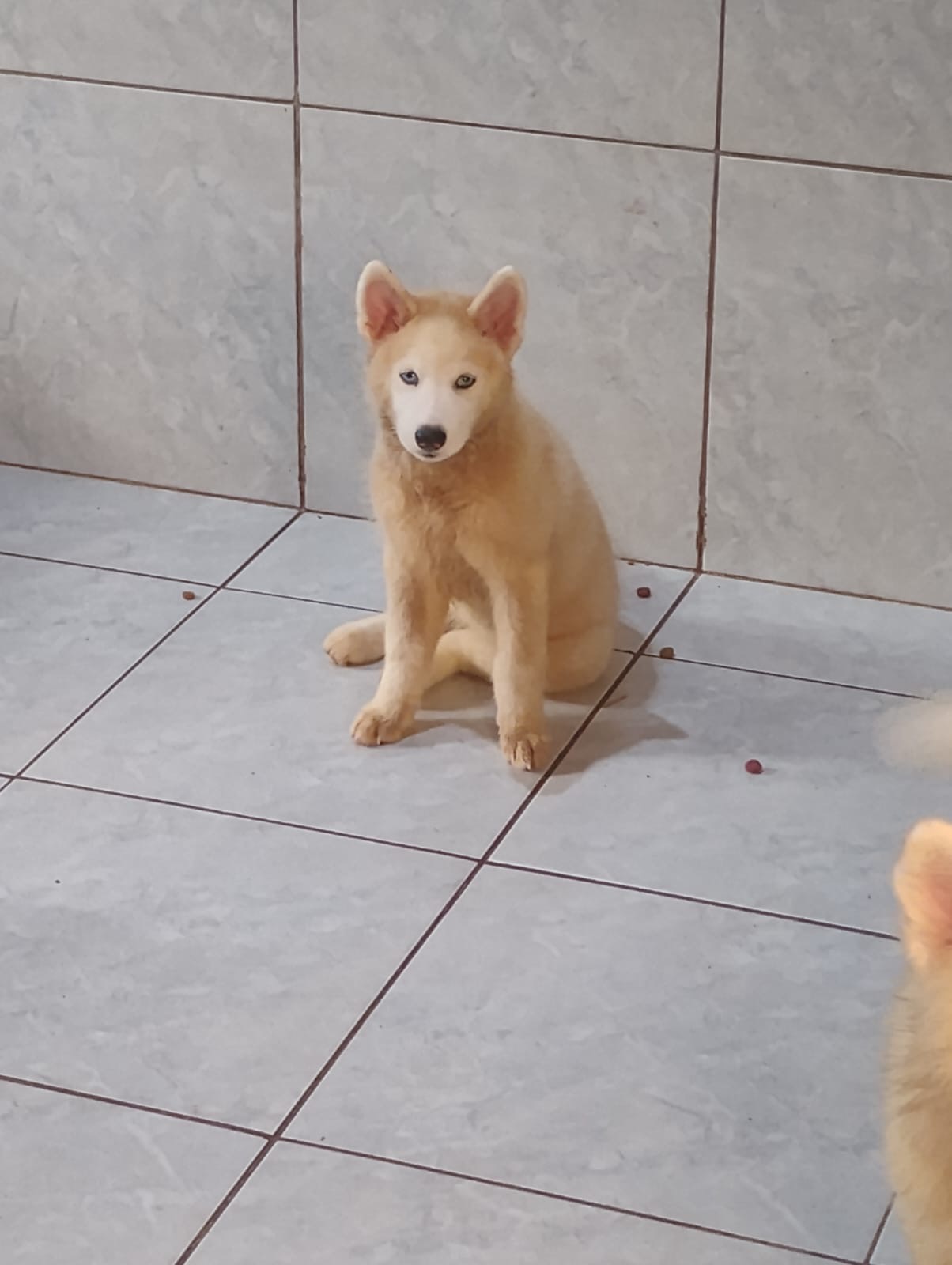 Husky Siberiano Fêmea – 4 Meses 🐾 Linda filhote de Husky Siberiano, com pelagem exuberante e olhos expressivos, cheia de energia e personalidade.  📌 Informações: 	•	Idade: 4 meses 	•	Sexo: Fêmea 	•	Saúde em dia, vacinada e vermifugada 	•	Muito ativa, dócil e sociável 	•	Ideal para famílias ativas ou - Foto 1