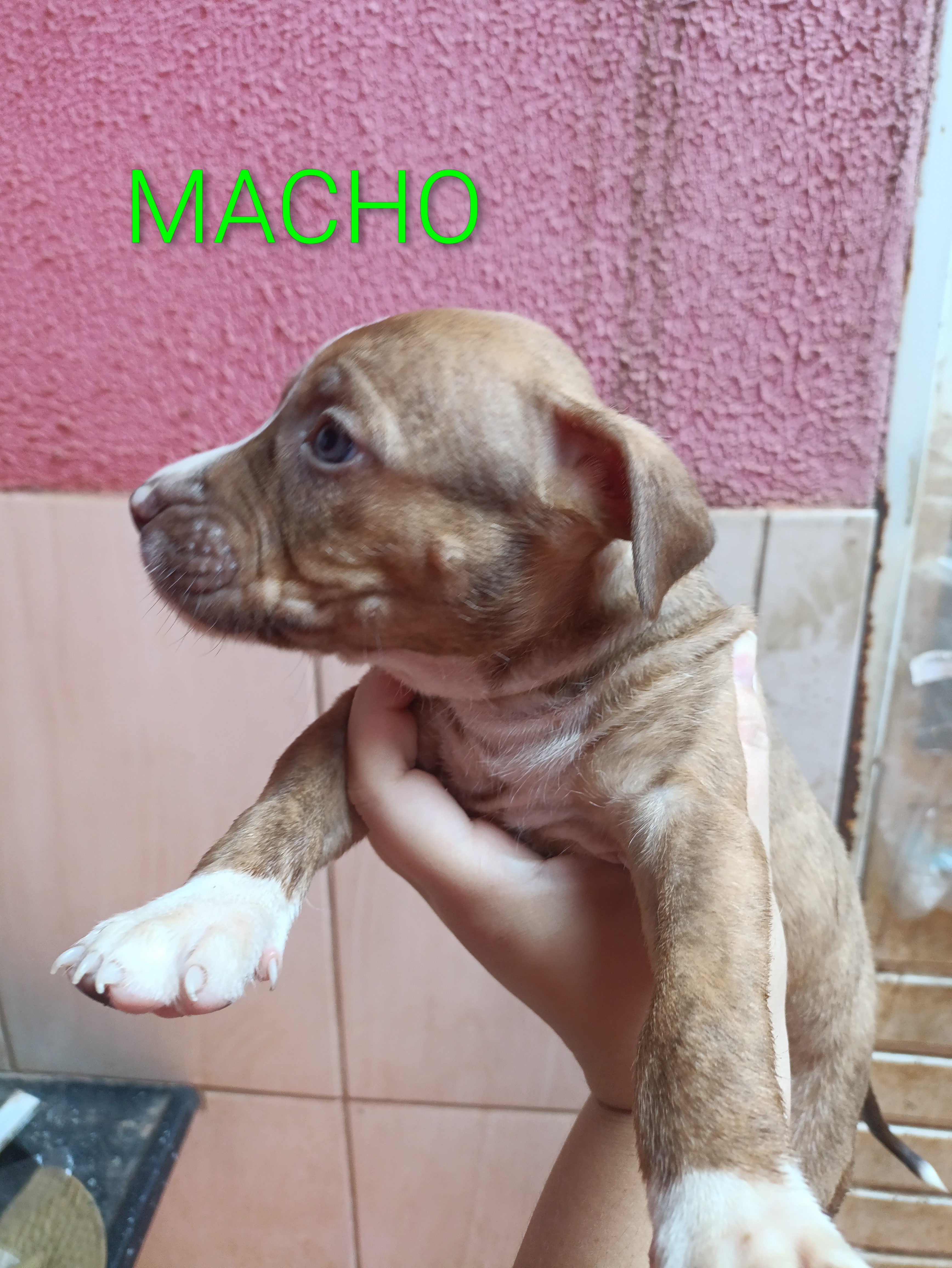 Portal Vendocão Pitbull Campo grande