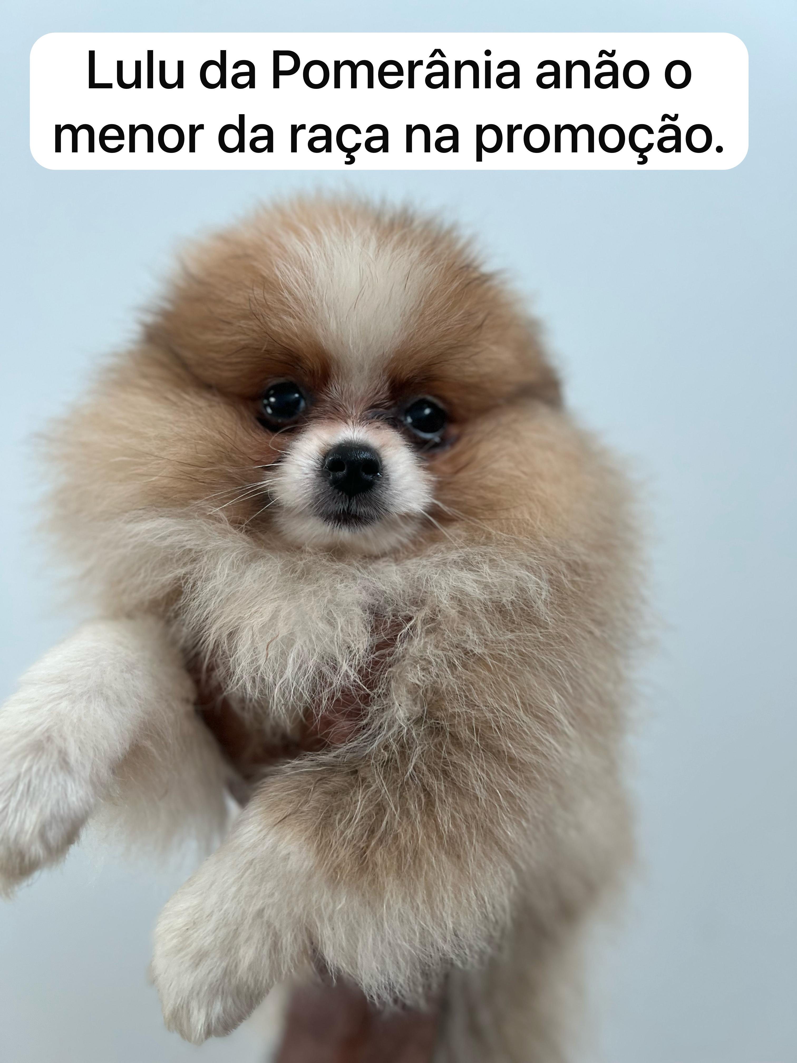 Portal Vendocão Lulu da pomerania anao  Senador Canedo