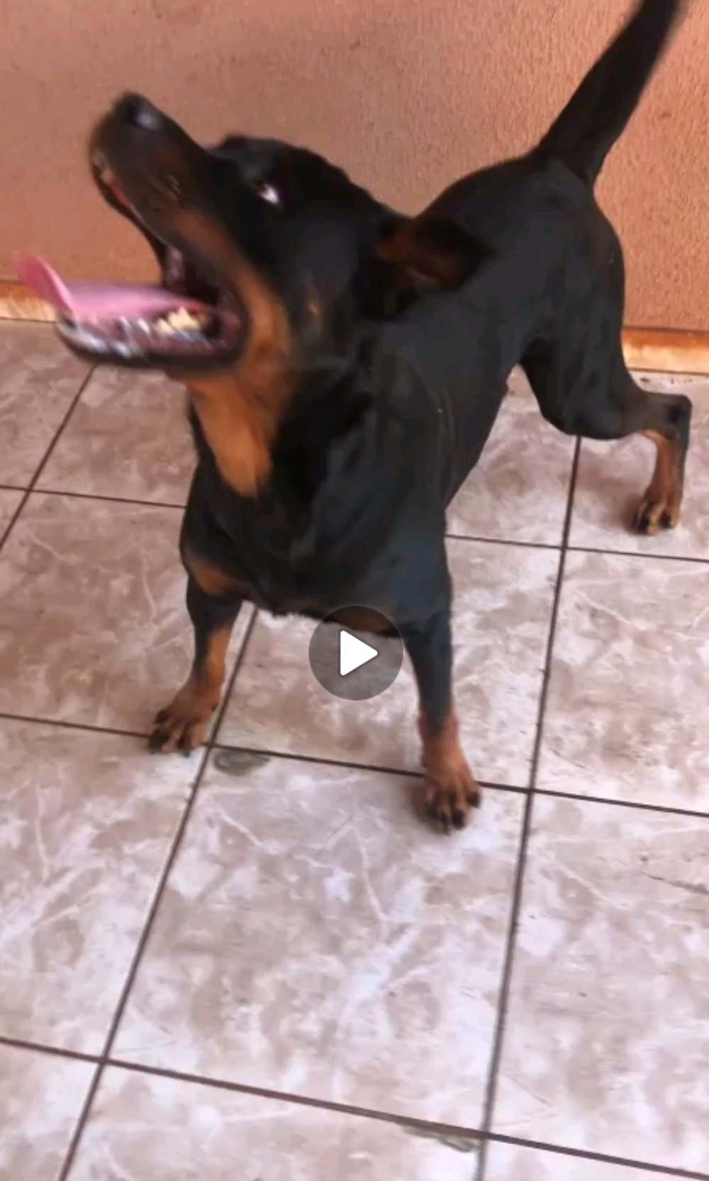 Vendo filhotes de rottweiler puros  - Foto 3