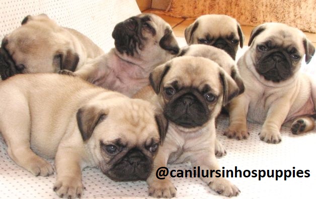 Portal Vendocão pug lindos bebes disponível garanta hoje seu  holambra 