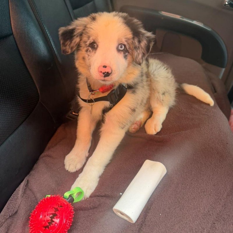 Border collie femea Lua blue merle