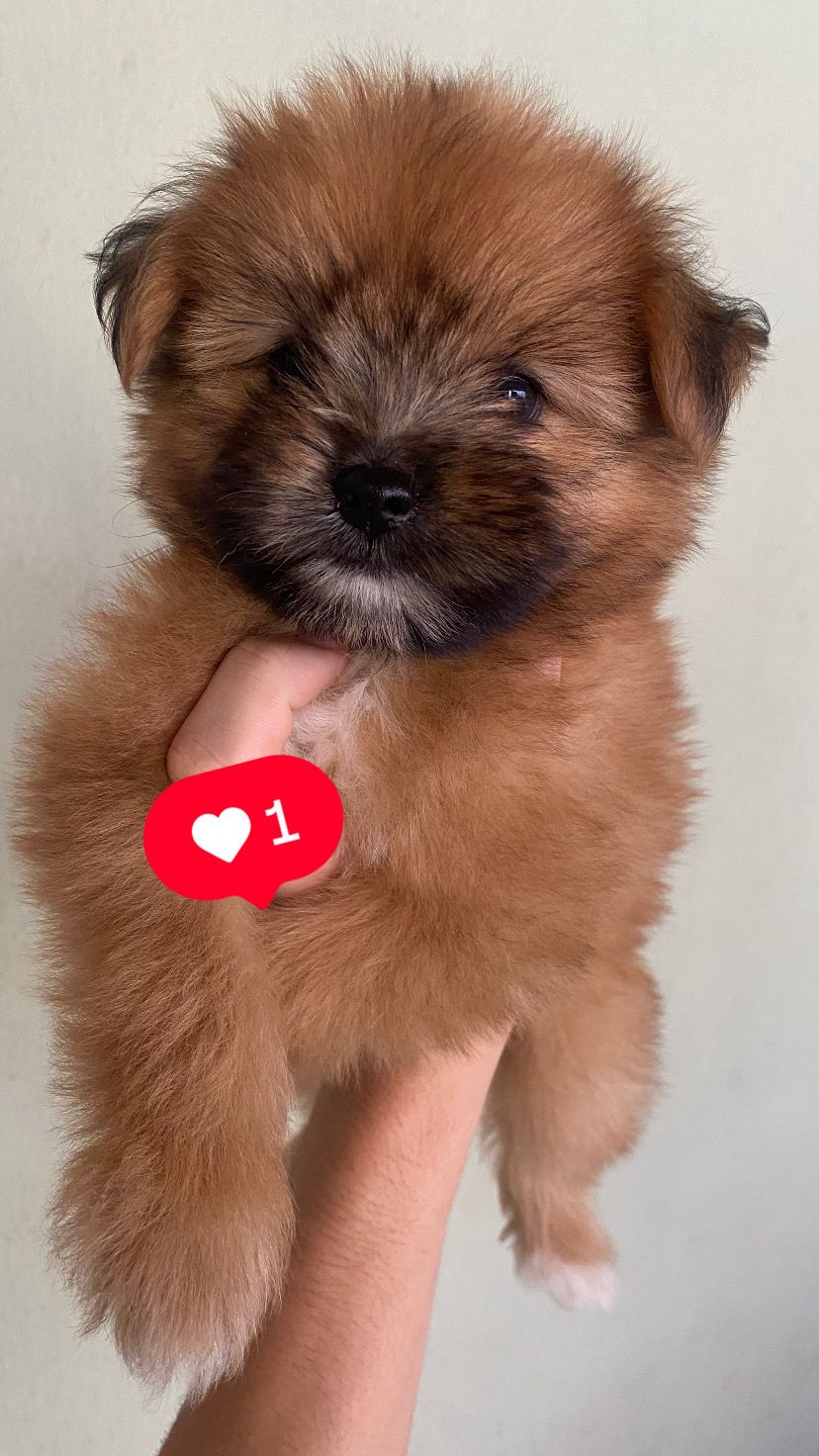 Portal Vendocão Filhote de shih tzu fêmea. TERESINA