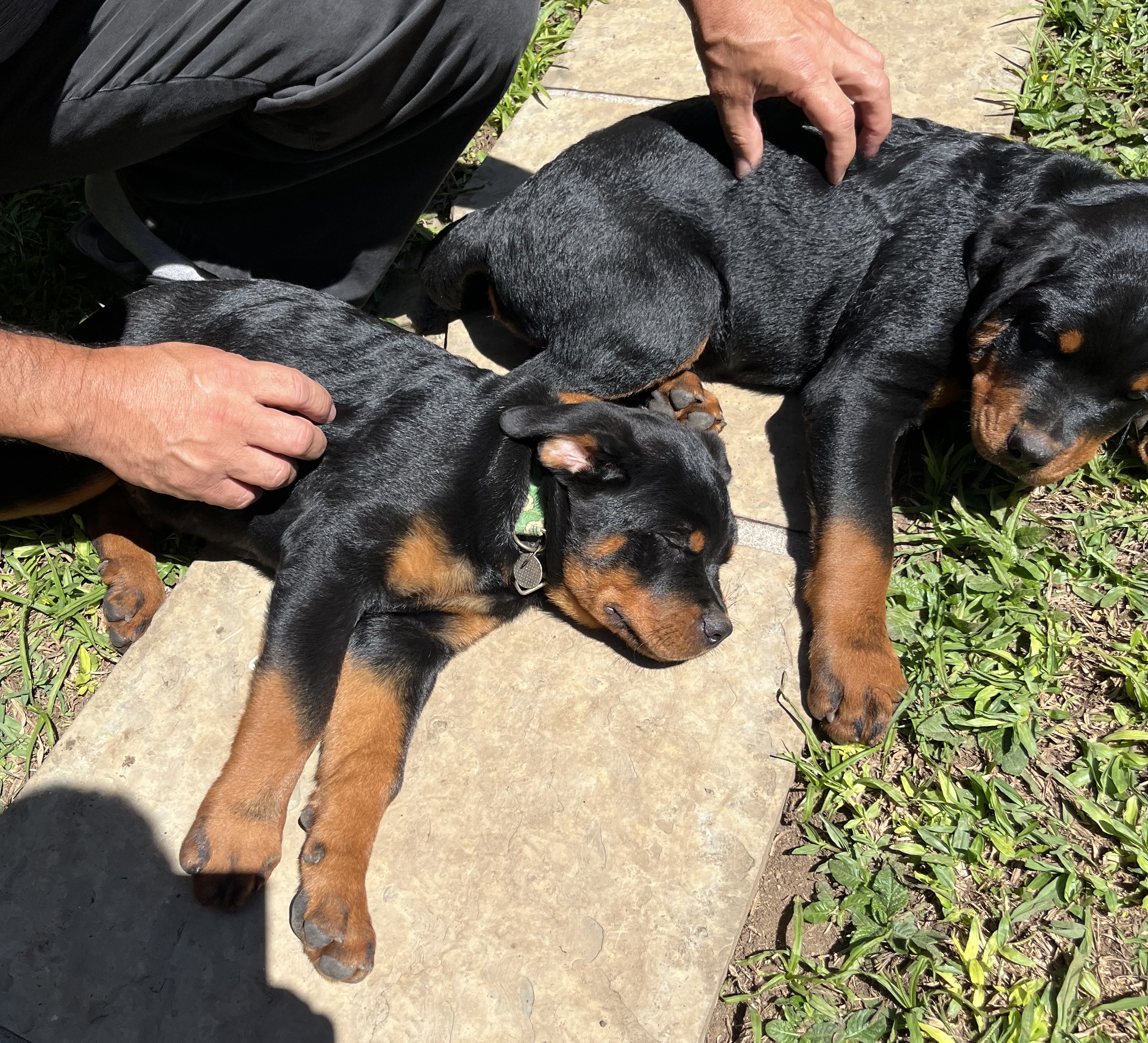 Filhotes Rotweilleer com imunização completa - Foto 4